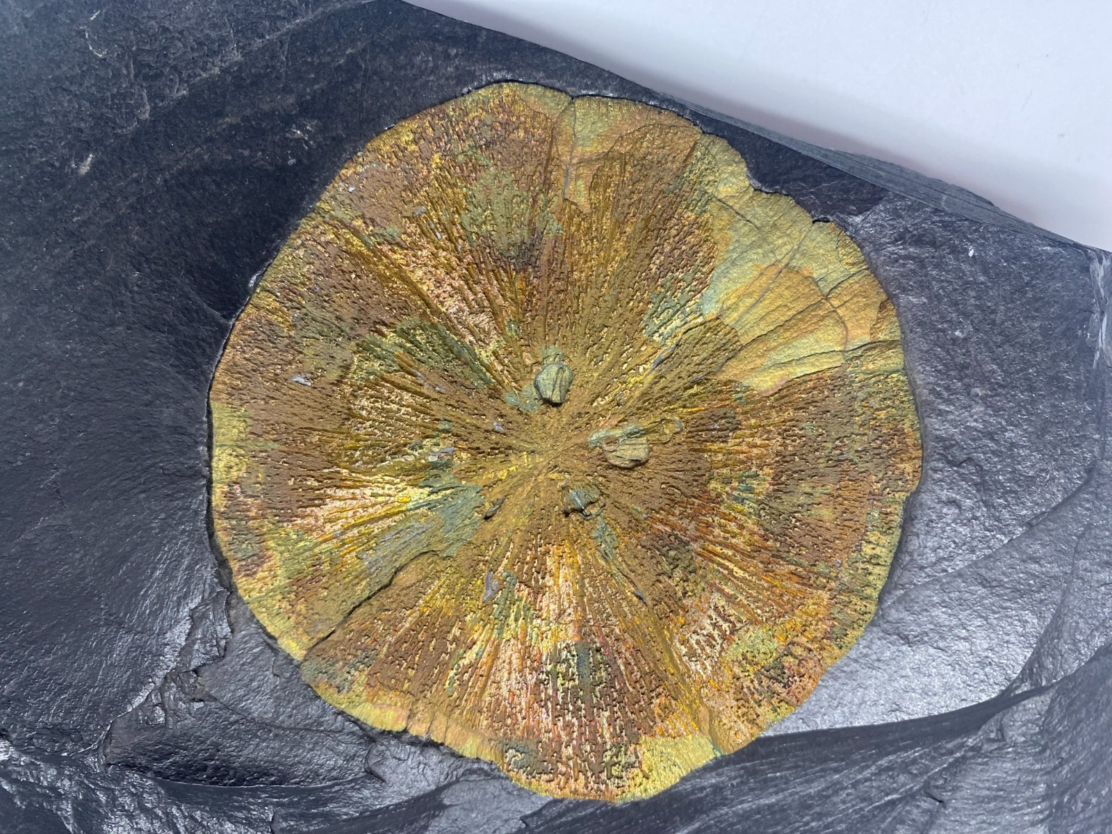 Huge 11″ Pyrite Sun Dollar Black Shale Matrix Sparta Illinois Crystal Specimen