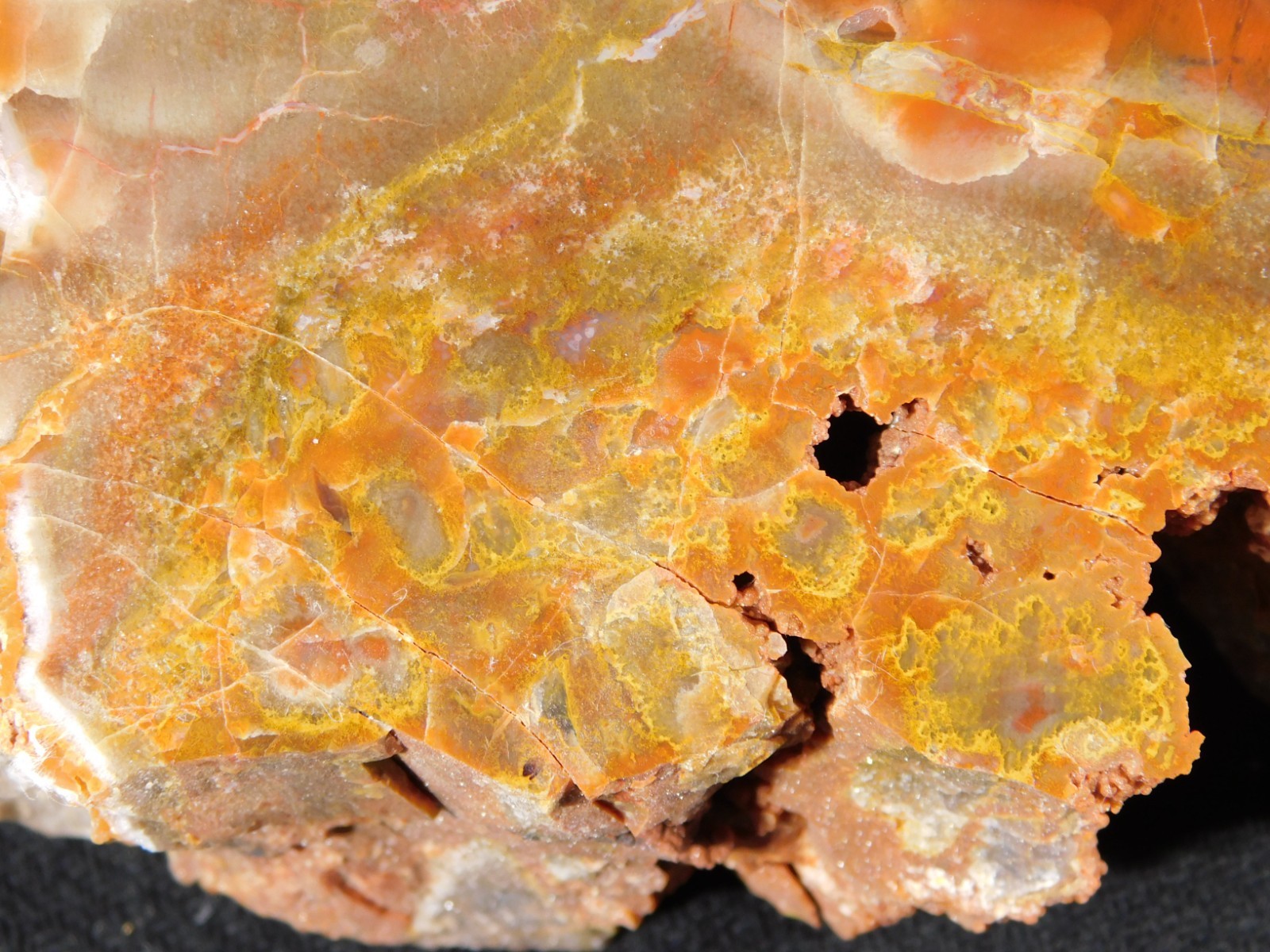 Larger! Colorful Polished Petrified WOOD RAINBOW Fossil Slab Arizona 1135gr