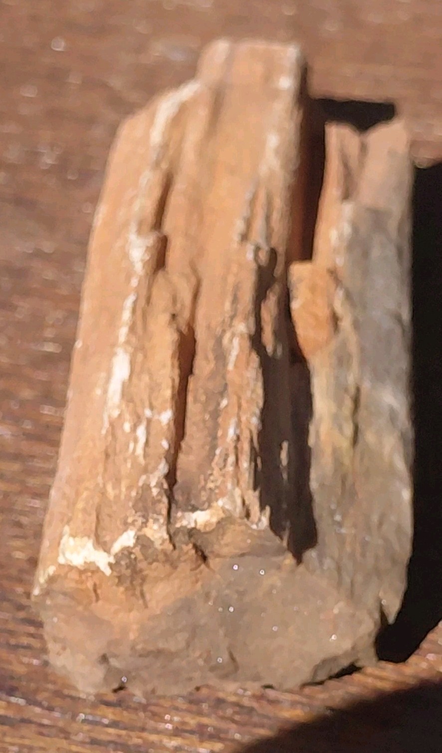 Petrified Wood Fossilized Branch W Bark Druzy Quartz-Hurricane Utah 3 1/4″×1 1/4