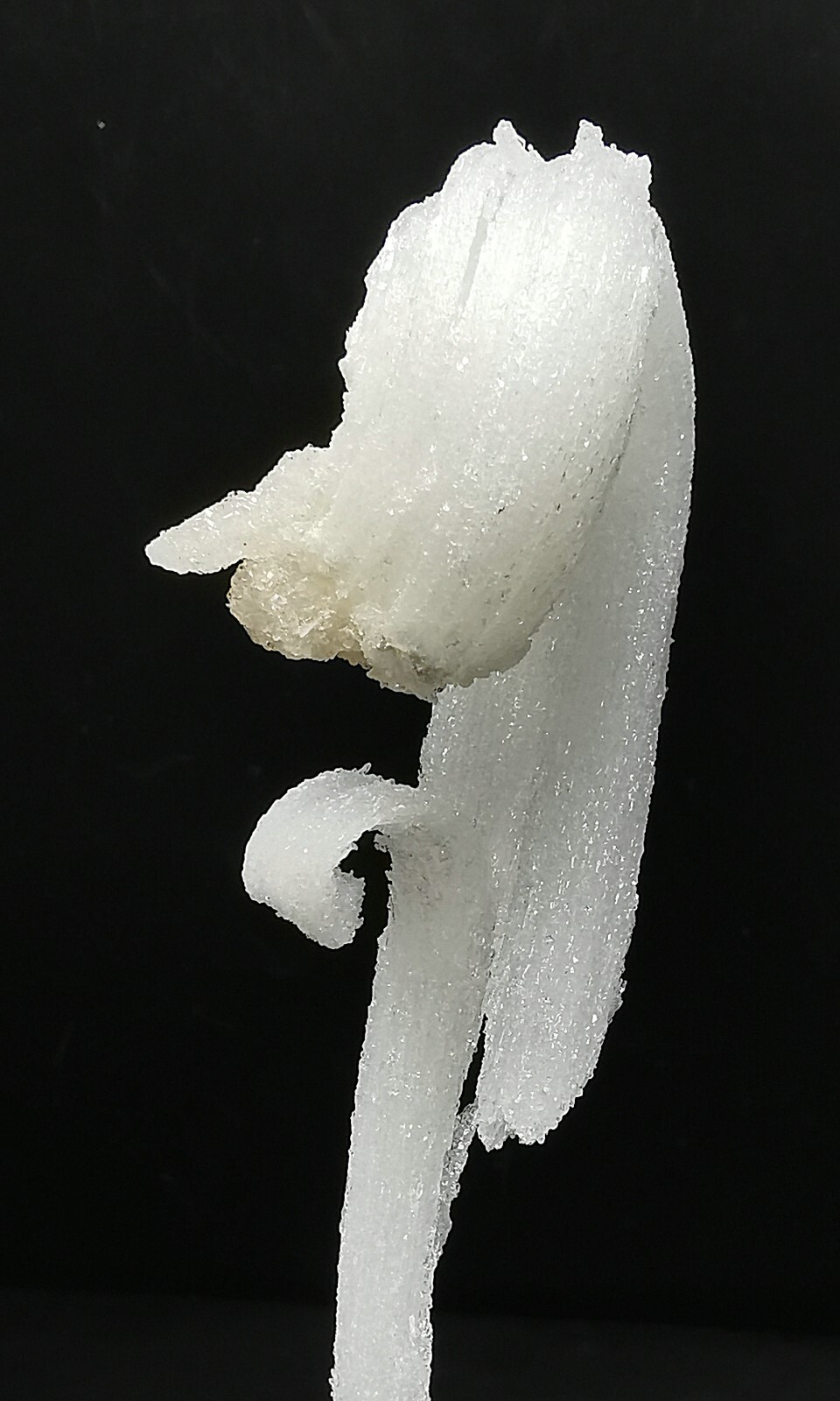 50gNatural ‘Ram’s Horn’ shape Selenite (Gypsum), Natural Mineral Specimen