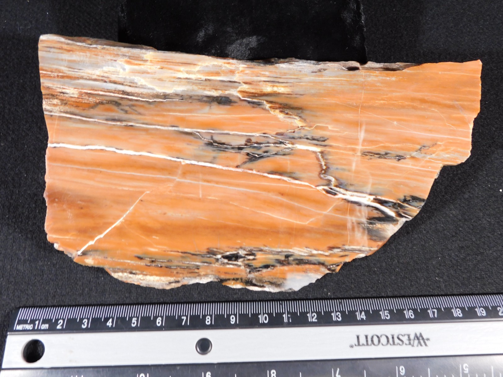 210 Million Year Old! Polished RAINBOW Petrified WOOD Fossil Slab Arizona 643gr
