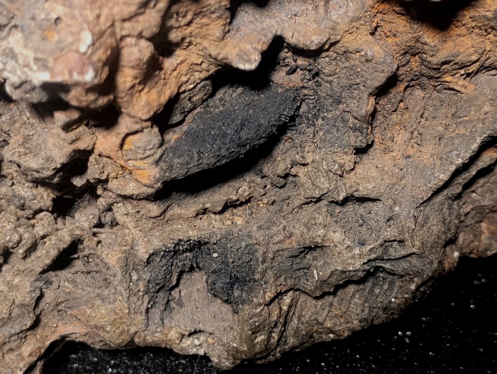 8″ Rare Missouri Iron-Aged Fossil Wood in Smoky Chalcedony – Knob Creek