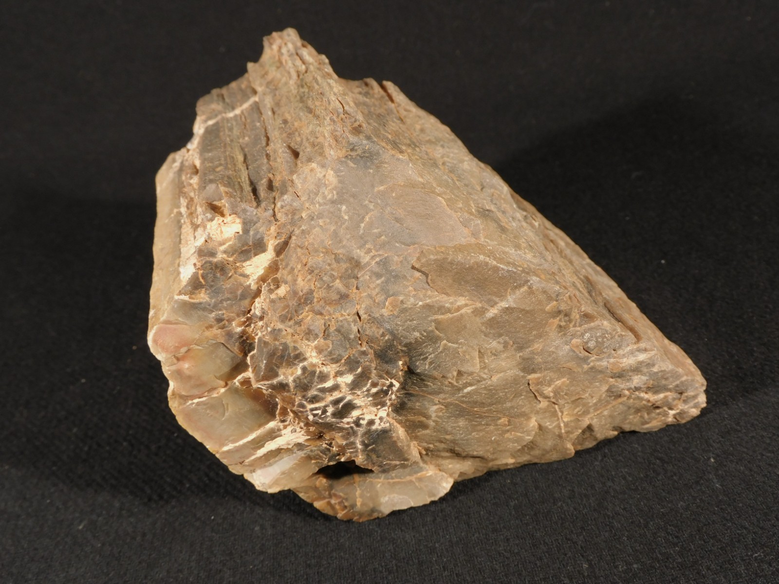 Nice BARK! Big Petrified WOOD Fossil From JURASSIC Utah 2200gr