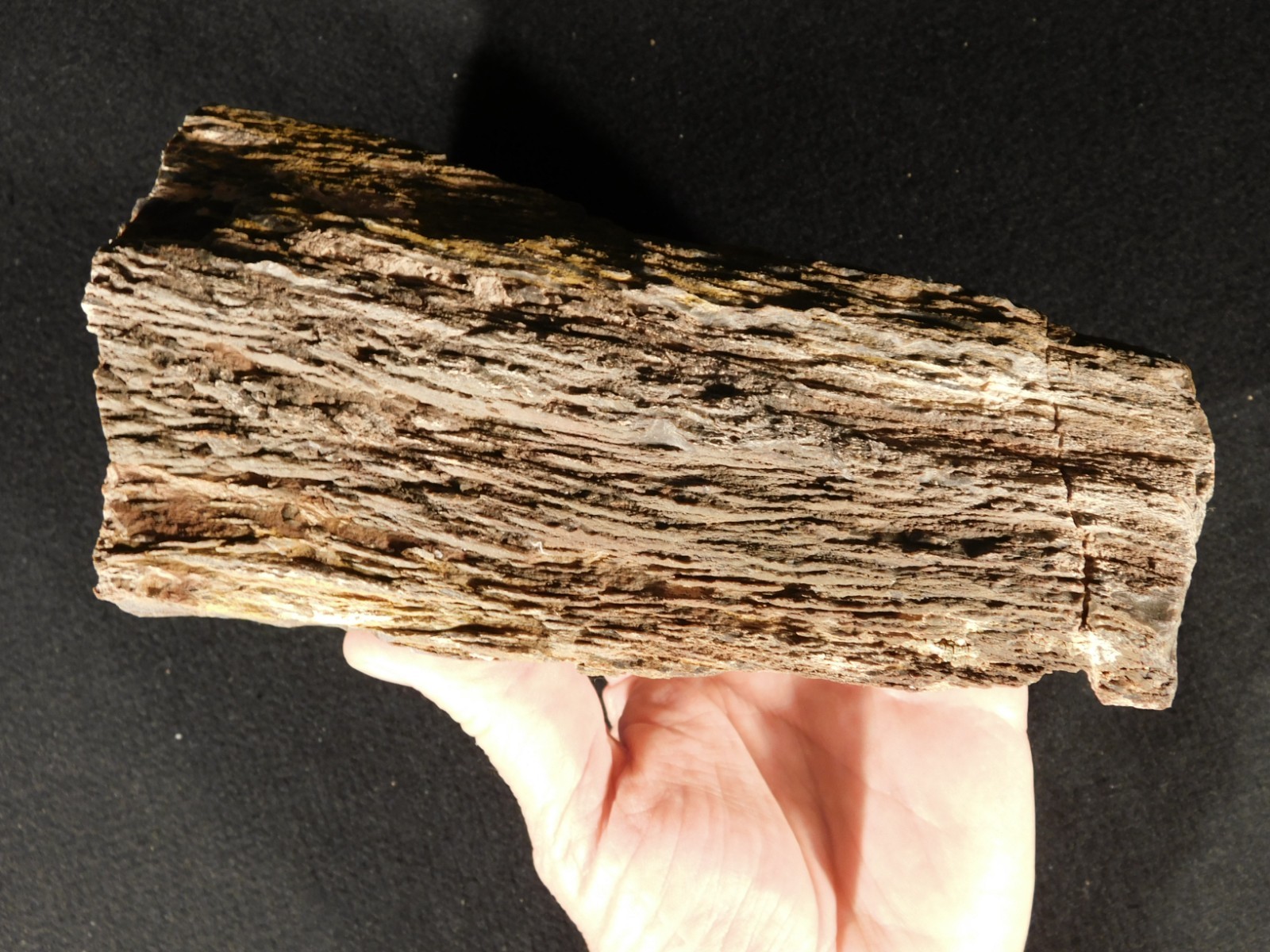 Larger! FERN PALM or CYCAD Fossil From Jurassic Utah! 100% Natural 2030gr