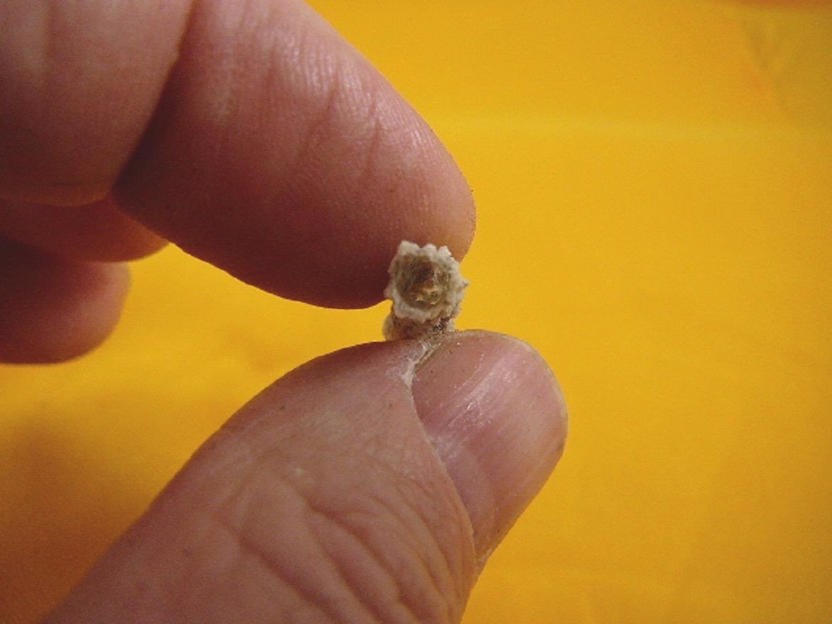 (r352-62) 1-7/8″ Fulgurite lightning strike storm beach sand glass West Texas