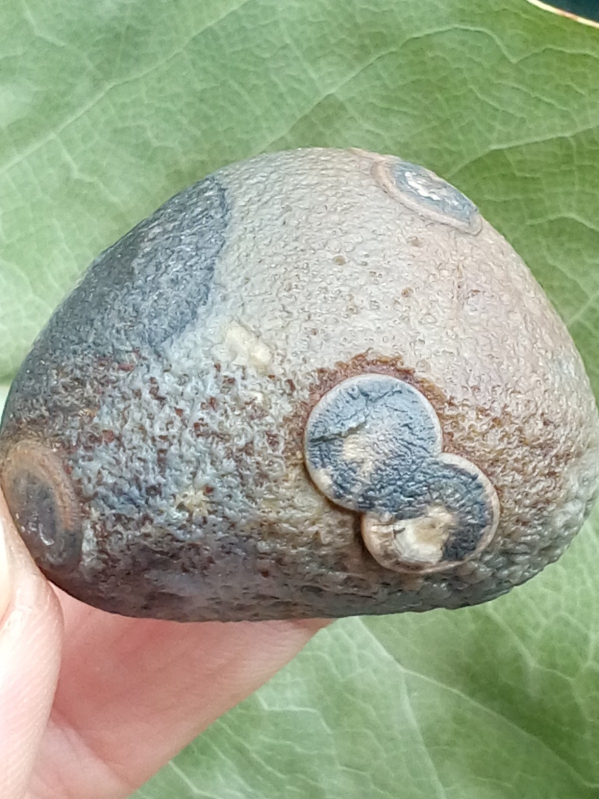 36mm Beautiful Natural GoBi agate eye agate stone collection