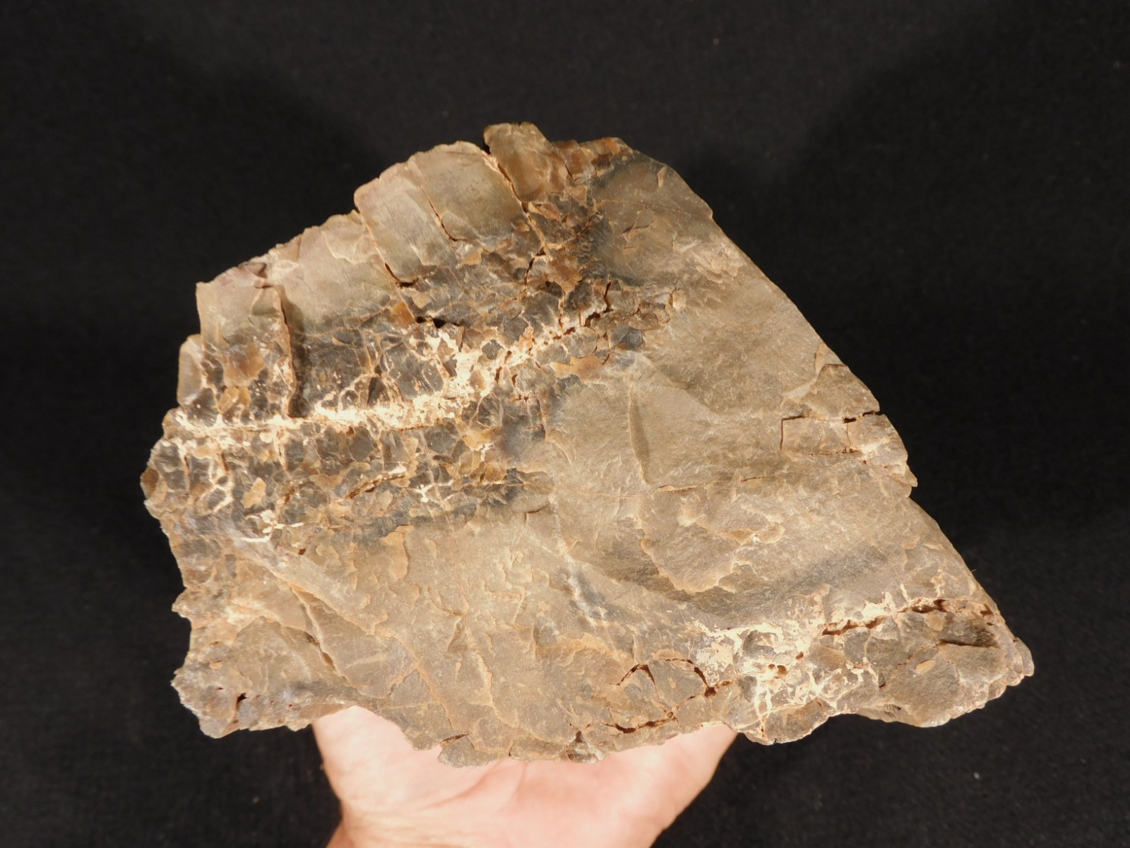 Nice BARK! Big Petrified WOOD Fossil From JURASSIC Utah 2200gr
