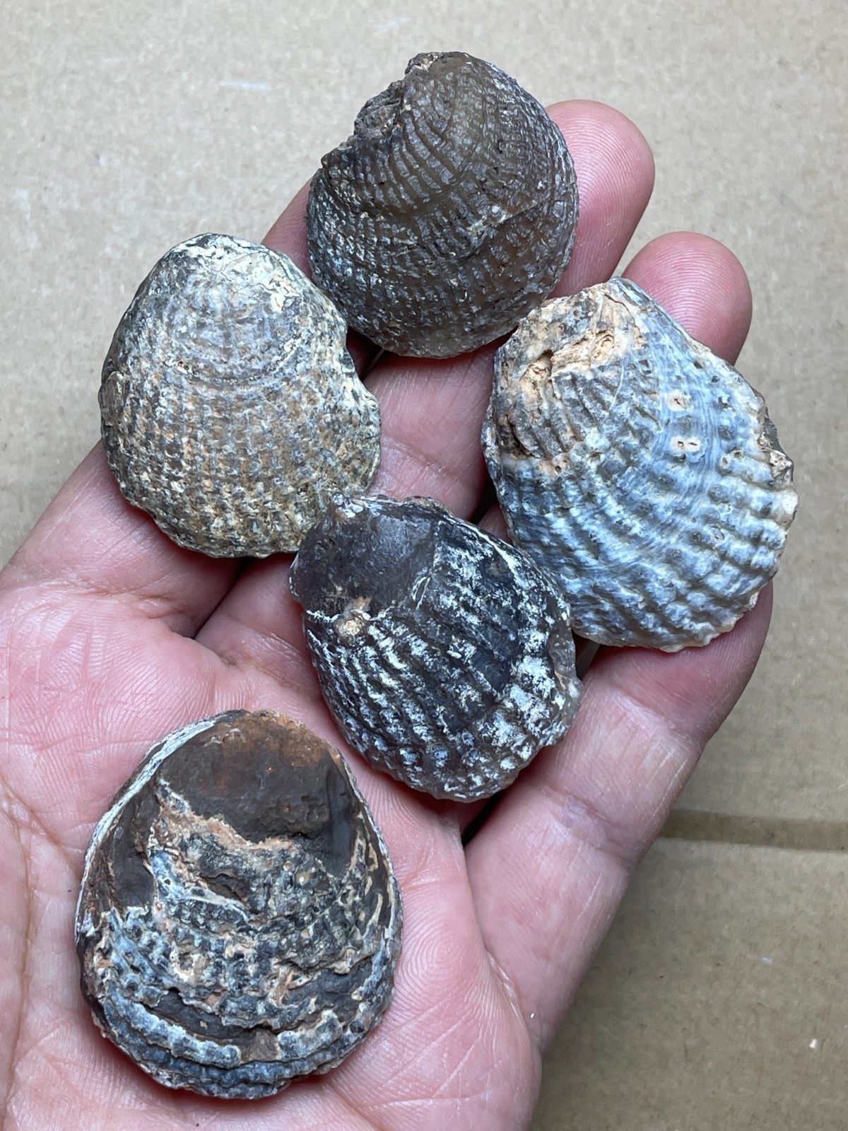 5 pieces Beautiful shell Landscape stone