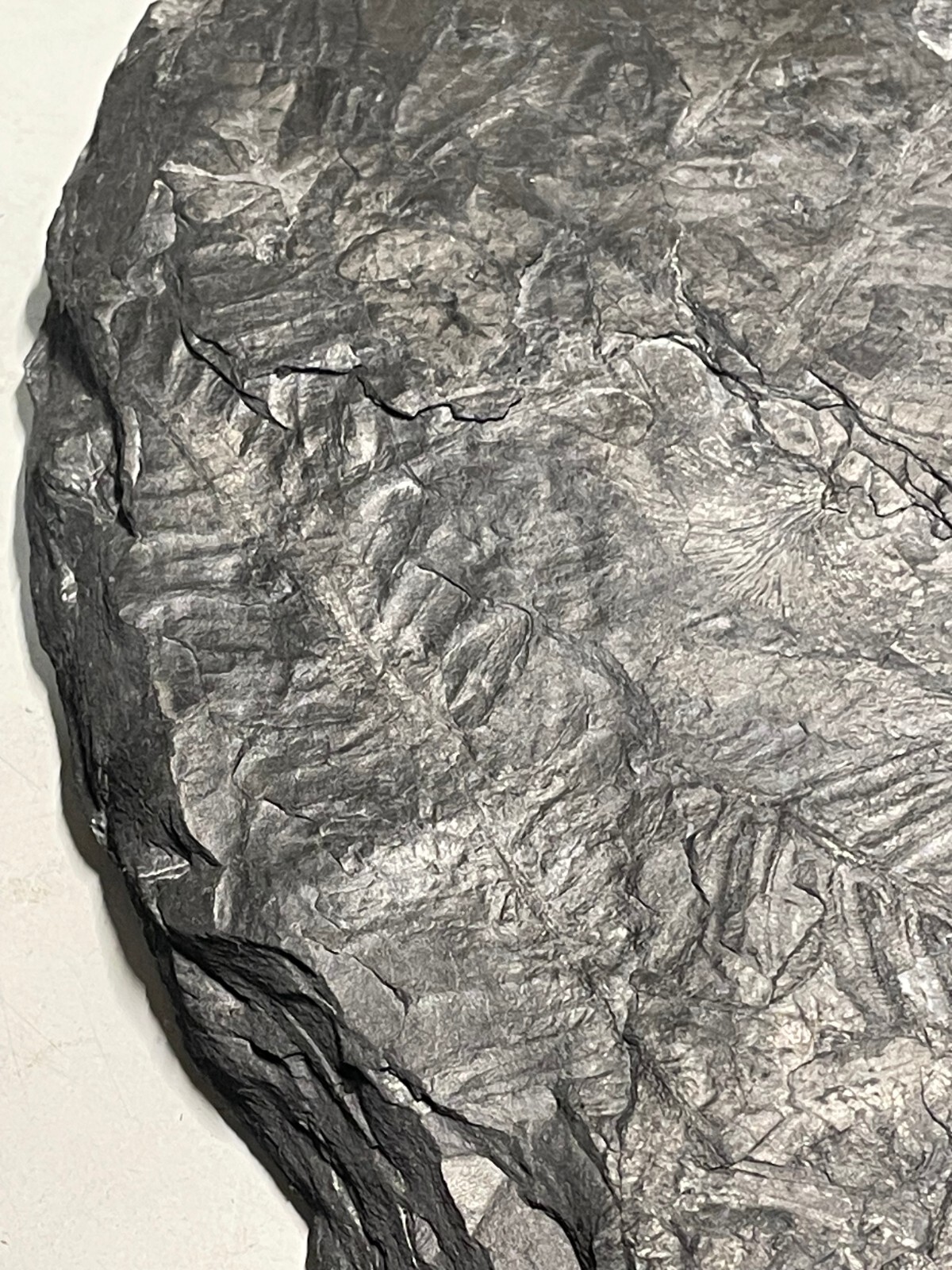 FOSSIL FERN MULTIPLE