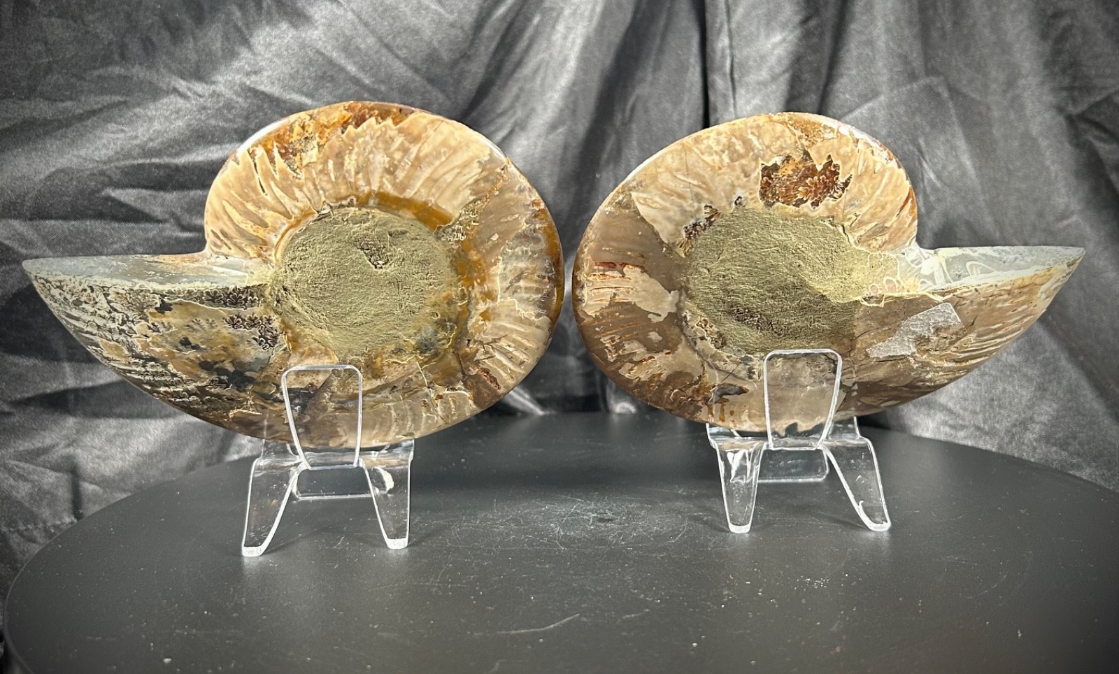5.44″ Bookend Sliced Ammonite With Acrylic Stands 1lb 1.3 oz (190 grams)