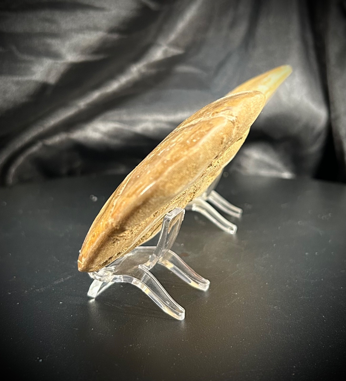 2 Fossil Echinoid Sand Dollars With Acrylic Stands (292 Grams)