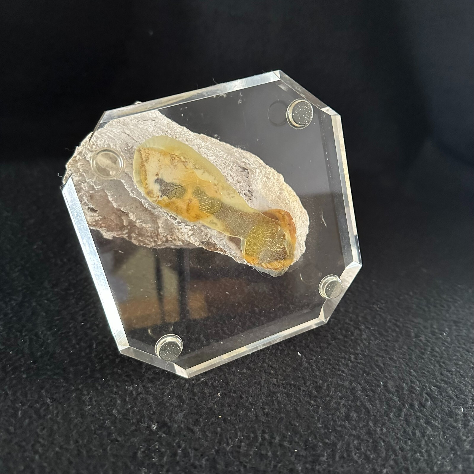 Agatized Fossilized Coral 7 inch Florida Fossil Polished on Lucite Base