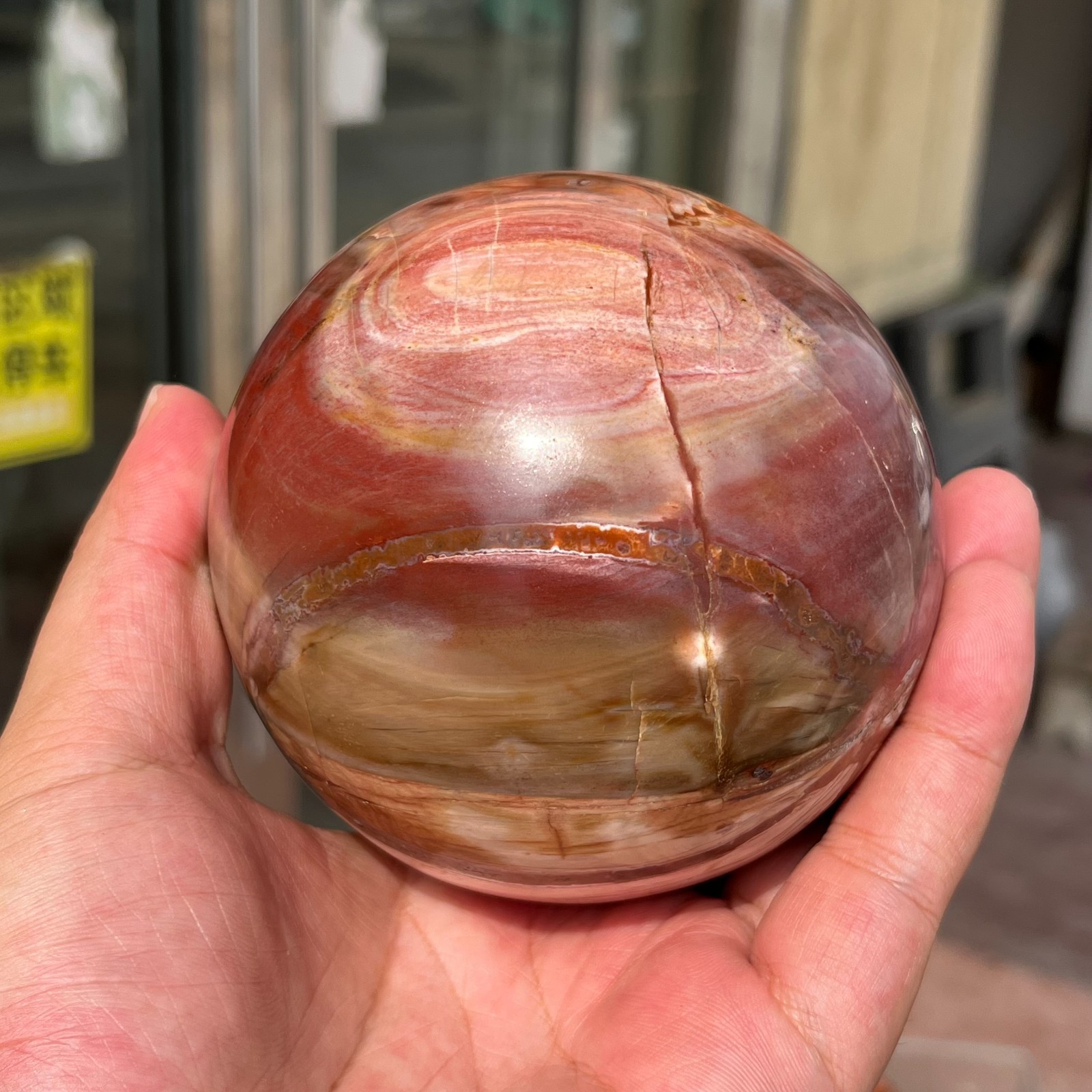 3.28LB Large Amazing Natural Petrified Wood Fossil Stone Egg Crystal Healing