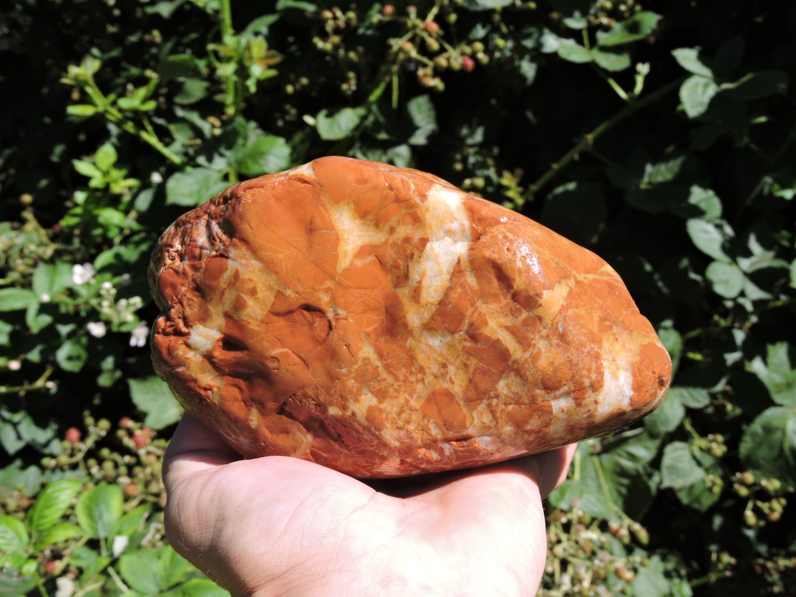 High Grade Whole OREGON Marbled Jasper Nodule (5Lb+) ORANGE Brecciated Jaspagate