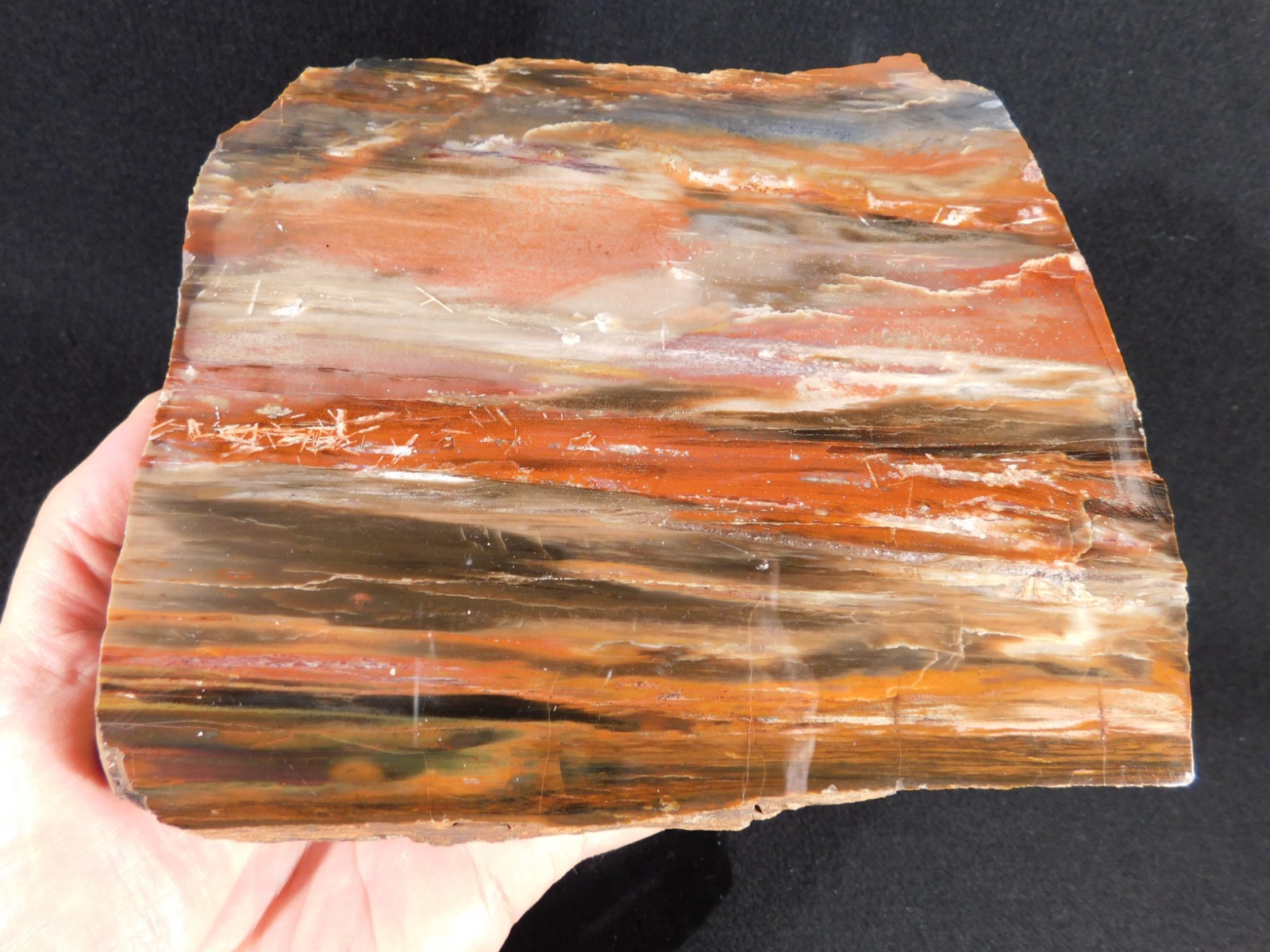 Big! 210 MILLION Year Old! Polished Petrified RAINBOW WOOD Fossil Arizona 1960gr