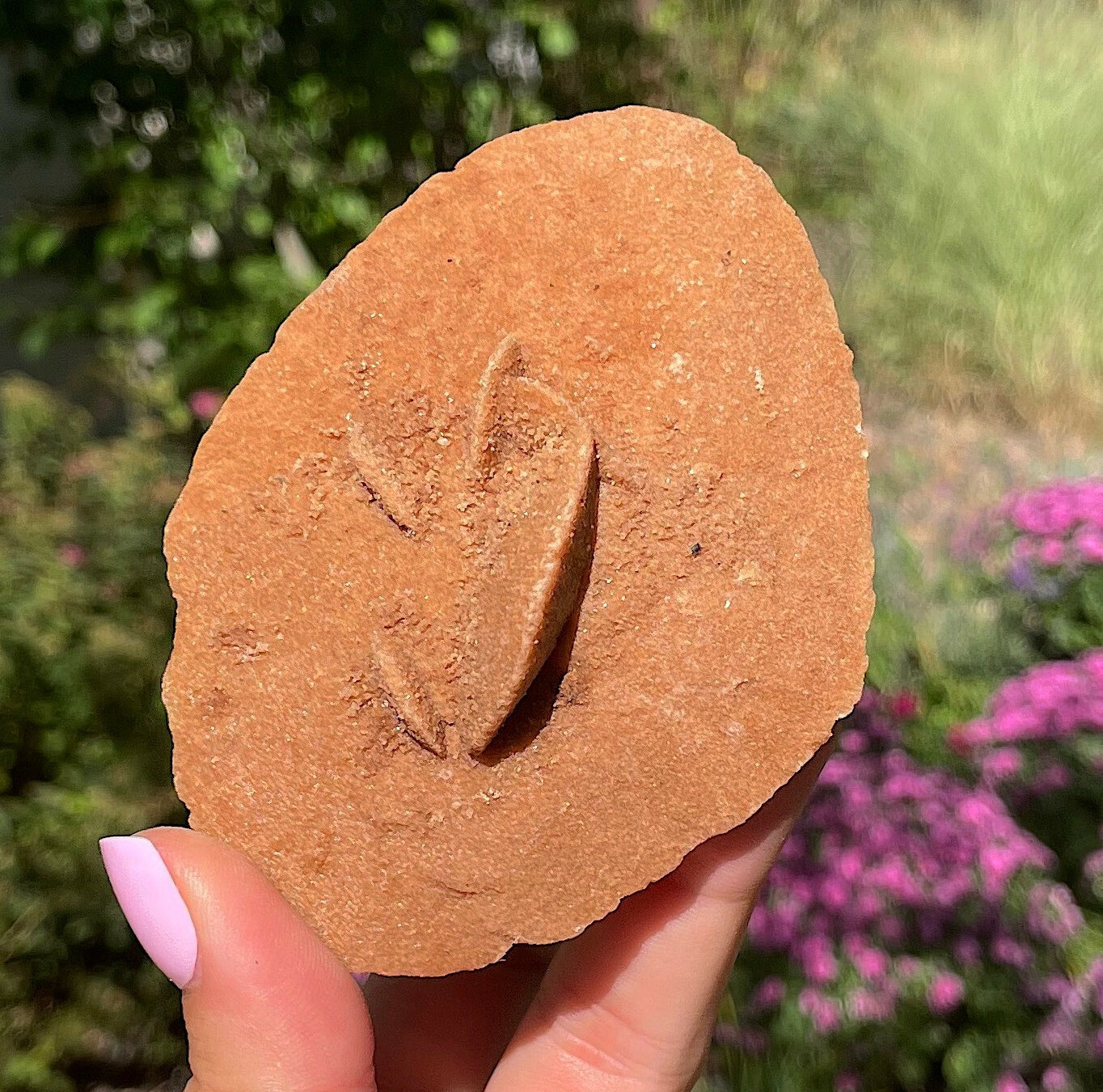 Selenite Or Gypsum Also Desert Rose Western Sahara Morocco Rare Large 9.0 Cm’s