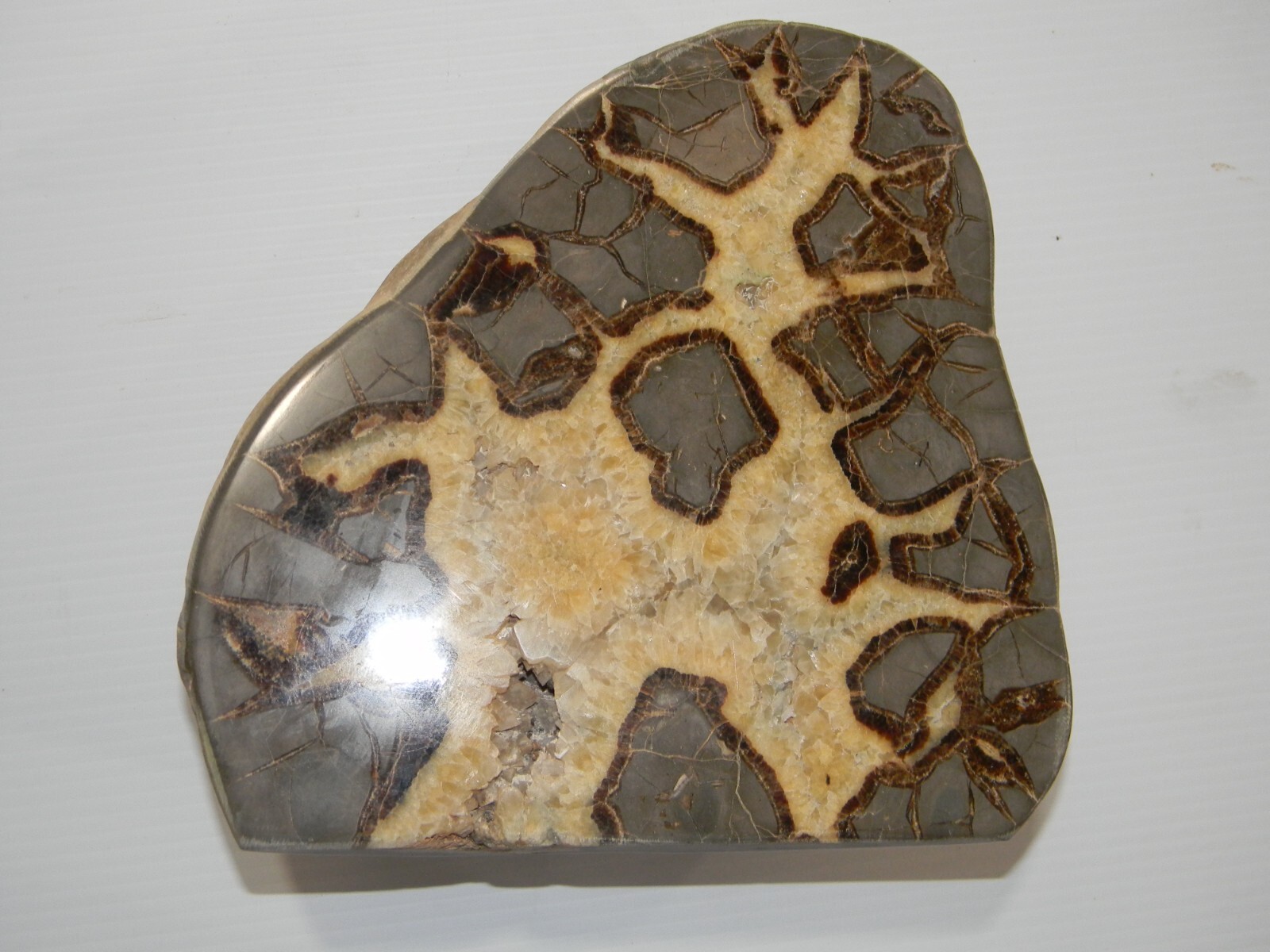 11 lb – Polished SEPTARIAN Nodule Half Utah Cut Bottom Standing