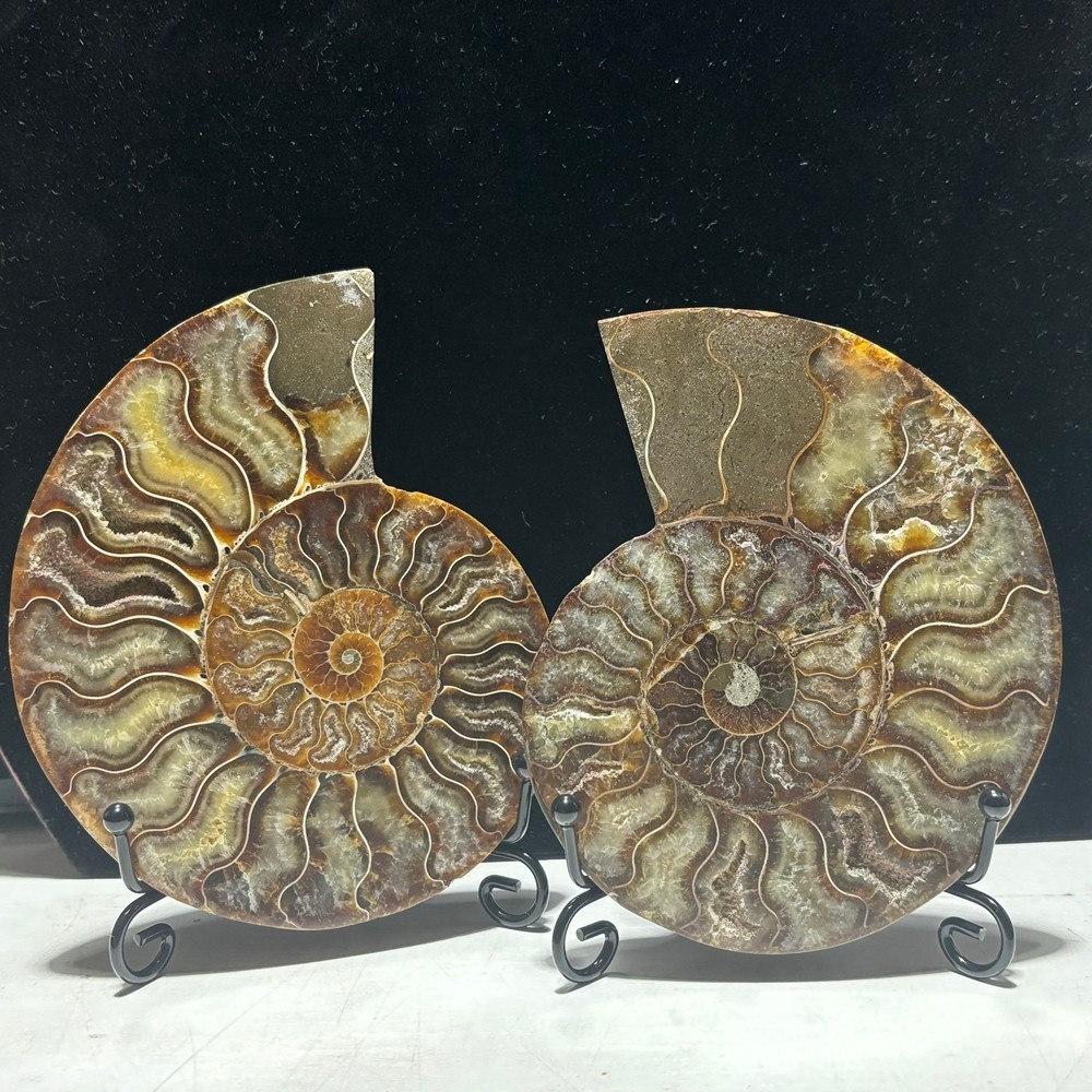 TOP 200G+ Natural ammonite fossil conch crystal specimen healing care 1pc