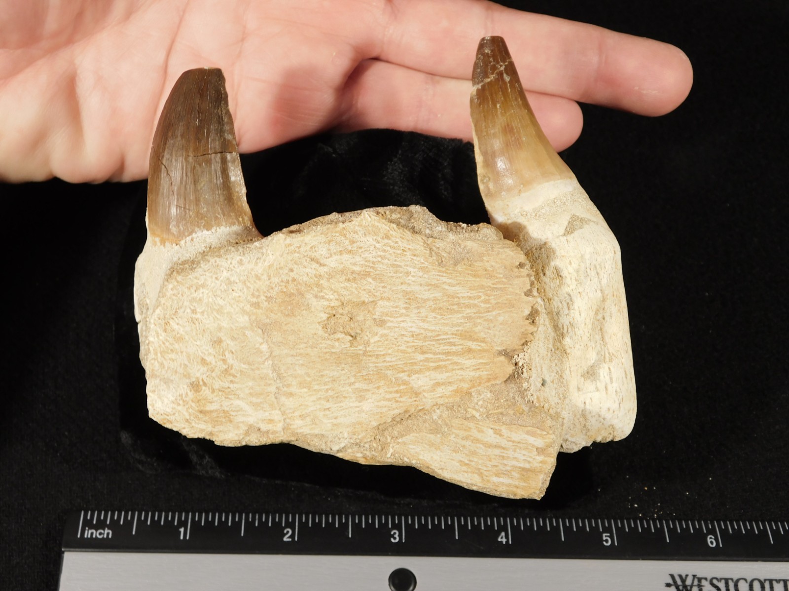 Mosasaurus JAW Bone Fossil with TWO TOOTH Fossils and Stand Morocco 258gr