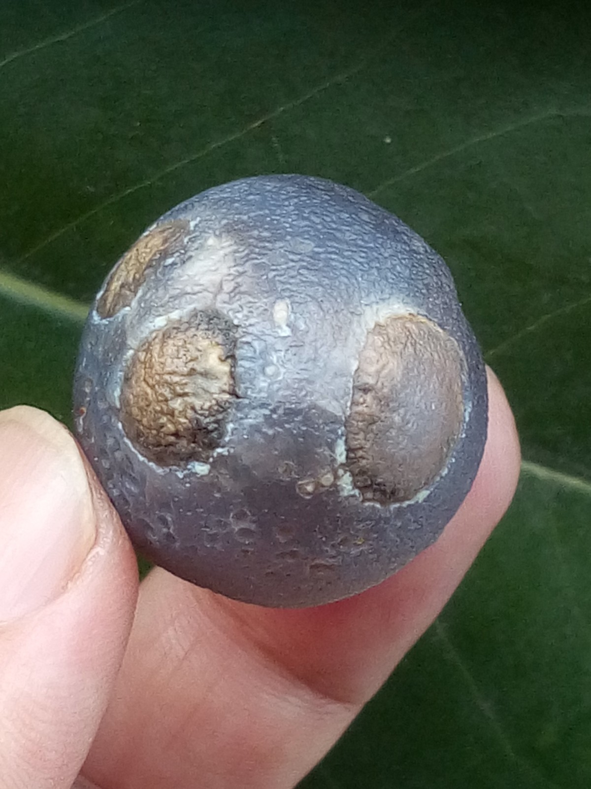 36mm Beautiful Natural Gobi agate eye agate collection