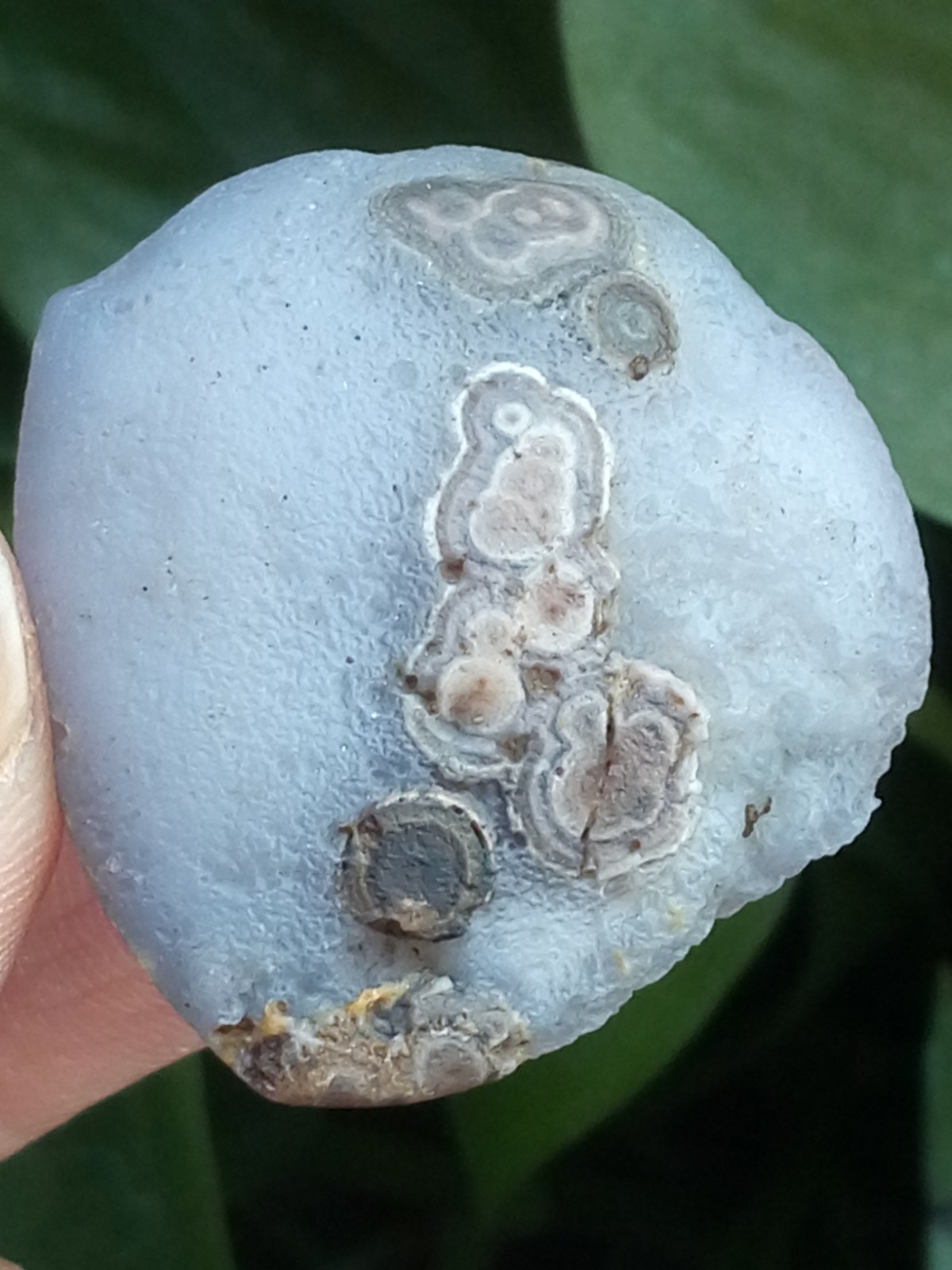 36mm Natural GoBi agate eye agate stone collection
