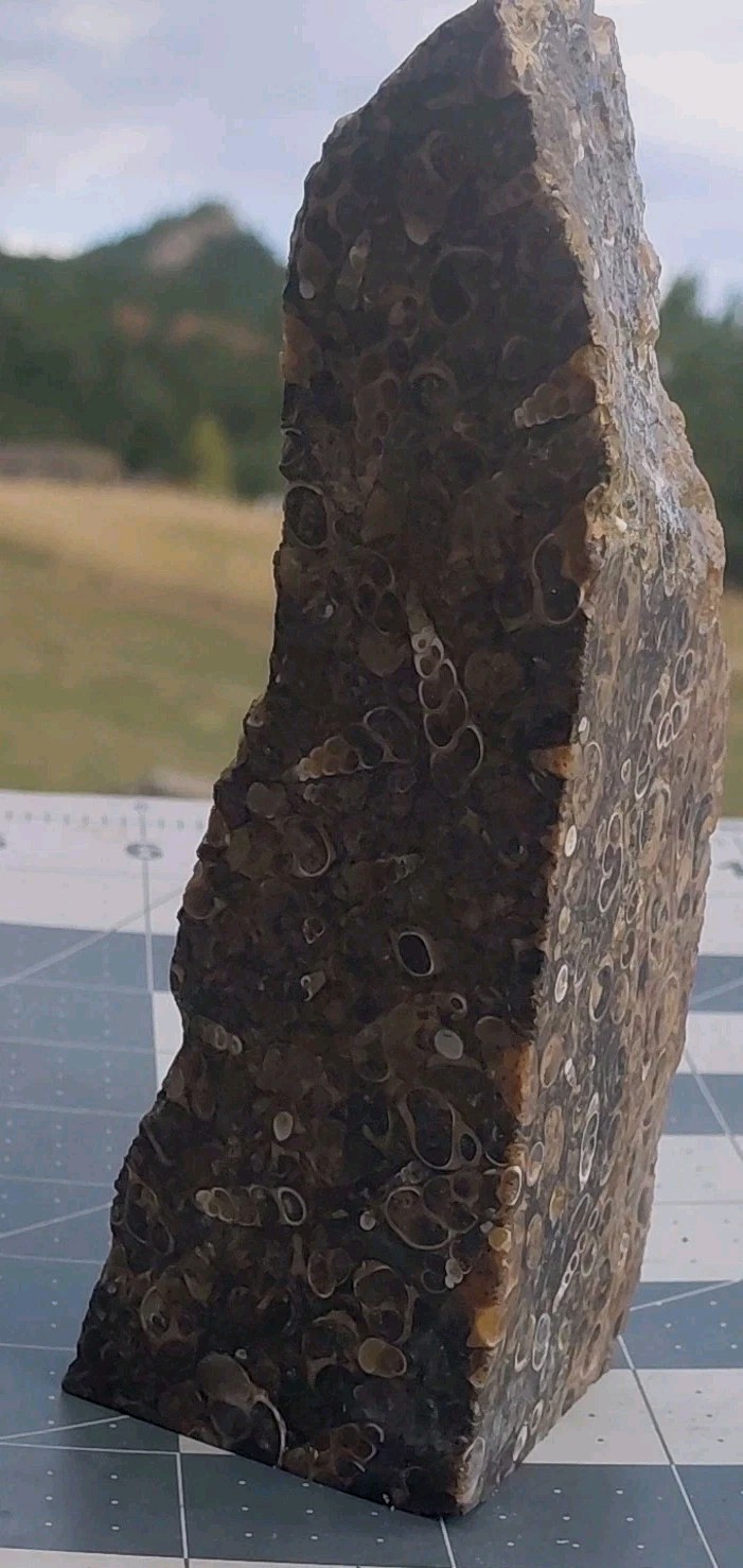1 lb Turritella Agate Cross Section Snail Fossils Slabbed 4 Sides 5 3/4″ Wyoming