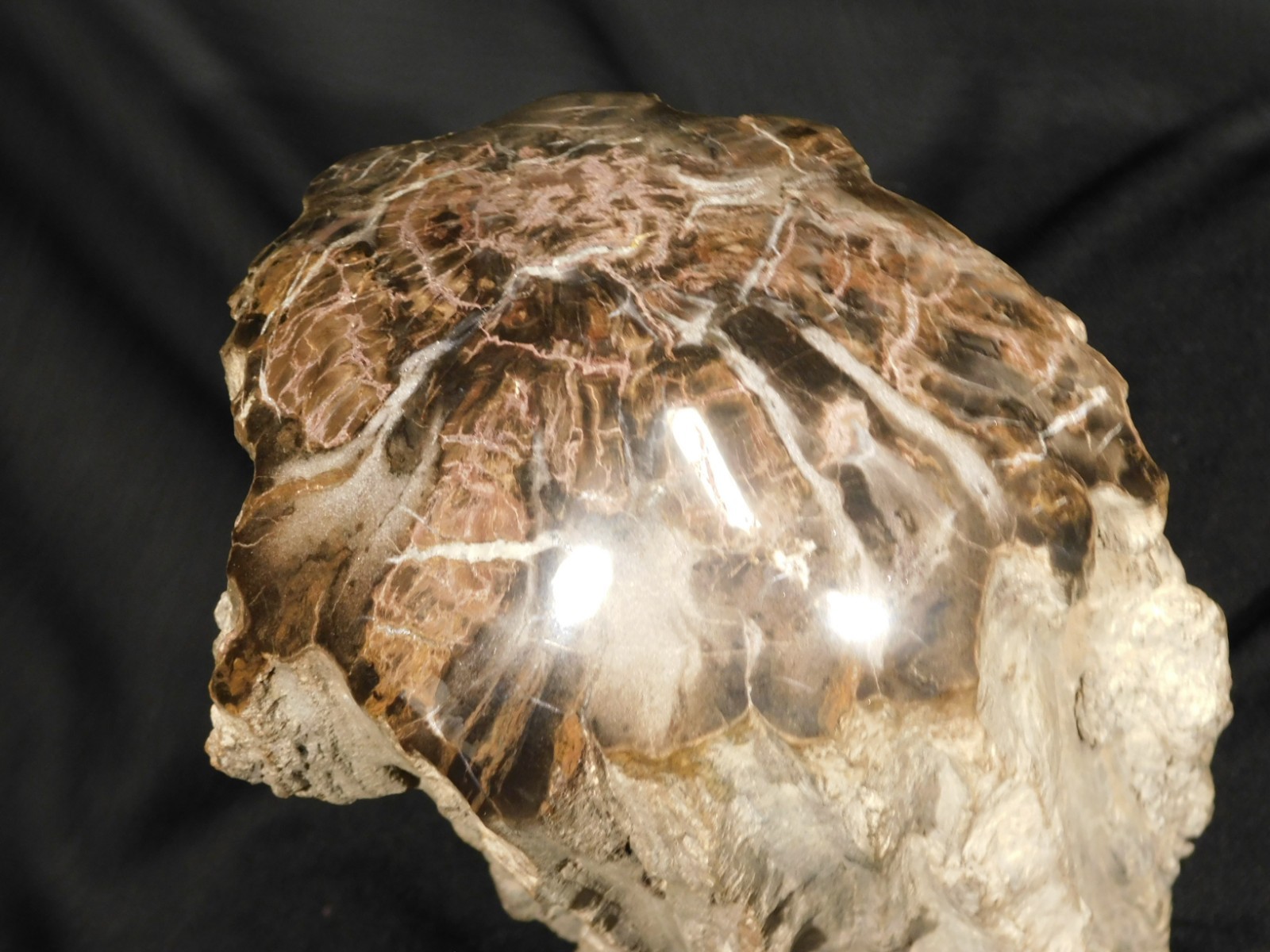 wOw! HUGE Dome Polished Petrified WOOD ROLLER Fossil Free Standing Arizona