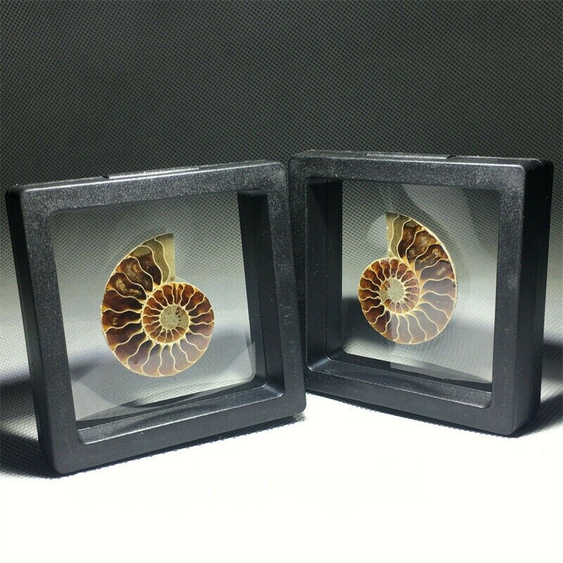 Natural Ammonite Fossil Shell Conch Specimen Crystal Healing Display Box 1pc