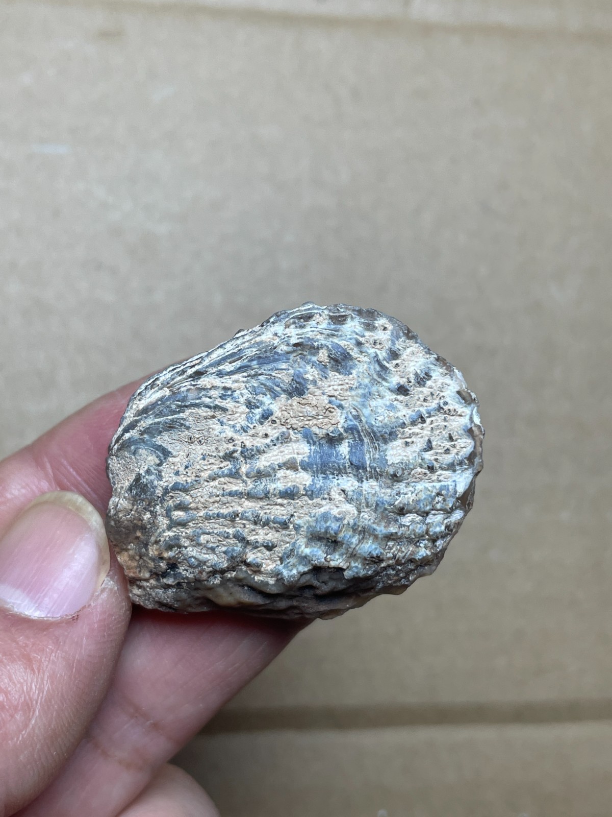 5 pieces Beautiful shell Landscape stone