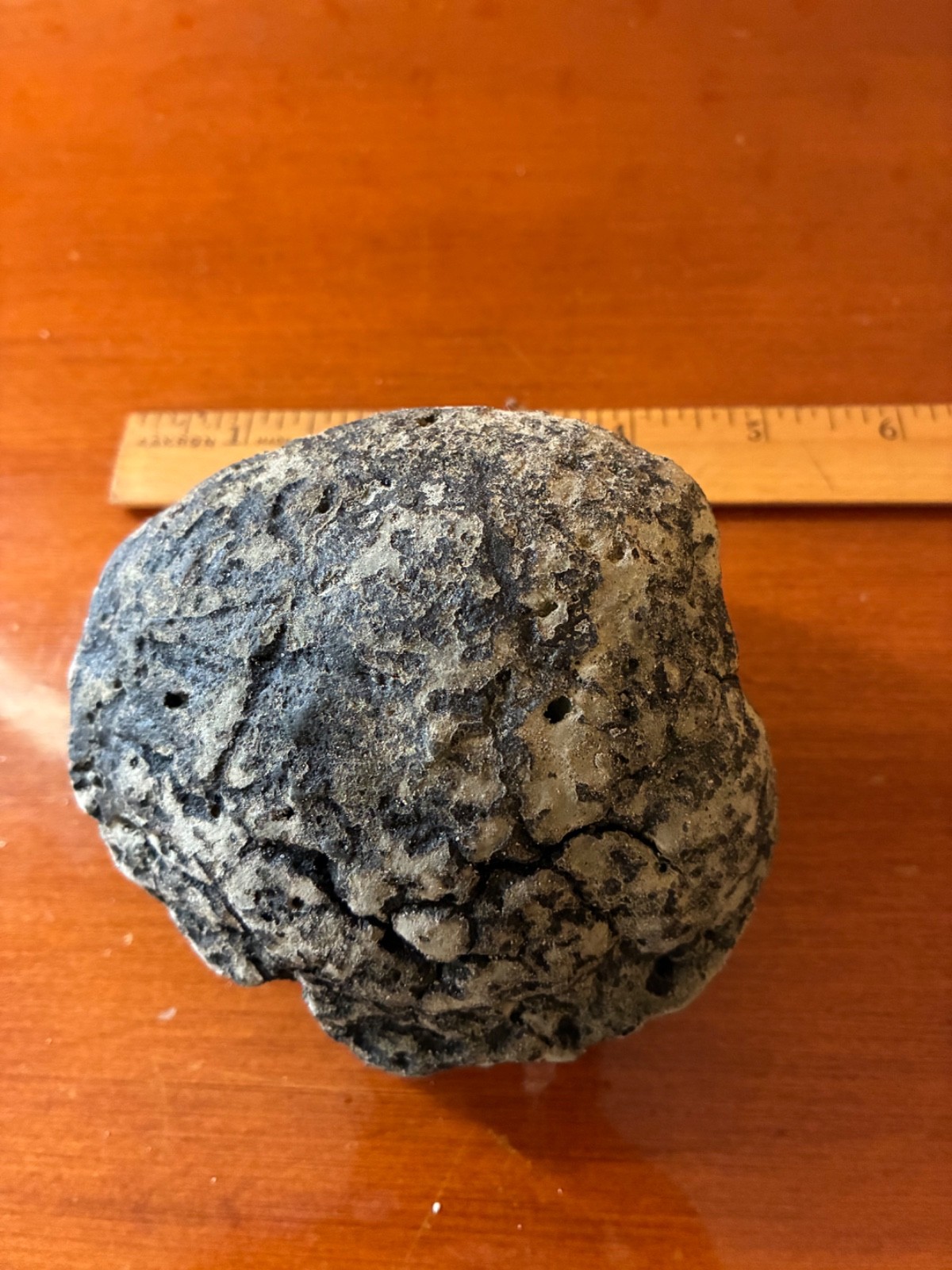 Giant Fossilized Clam Venice Beach Florida Scuba Dive Find 1-1/2 Pounds Fossil