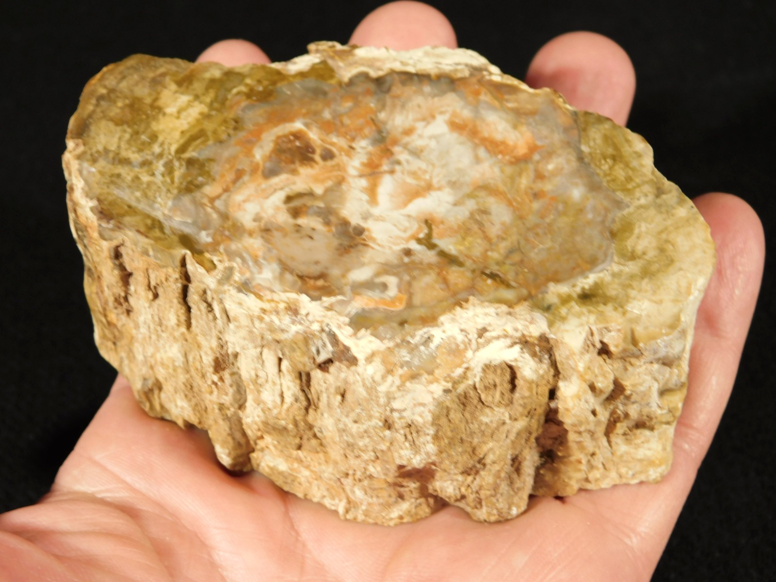 Nice BARK! 225 Million Year Old! Polished Petrified WOOD Fossil Madagascar 395gr