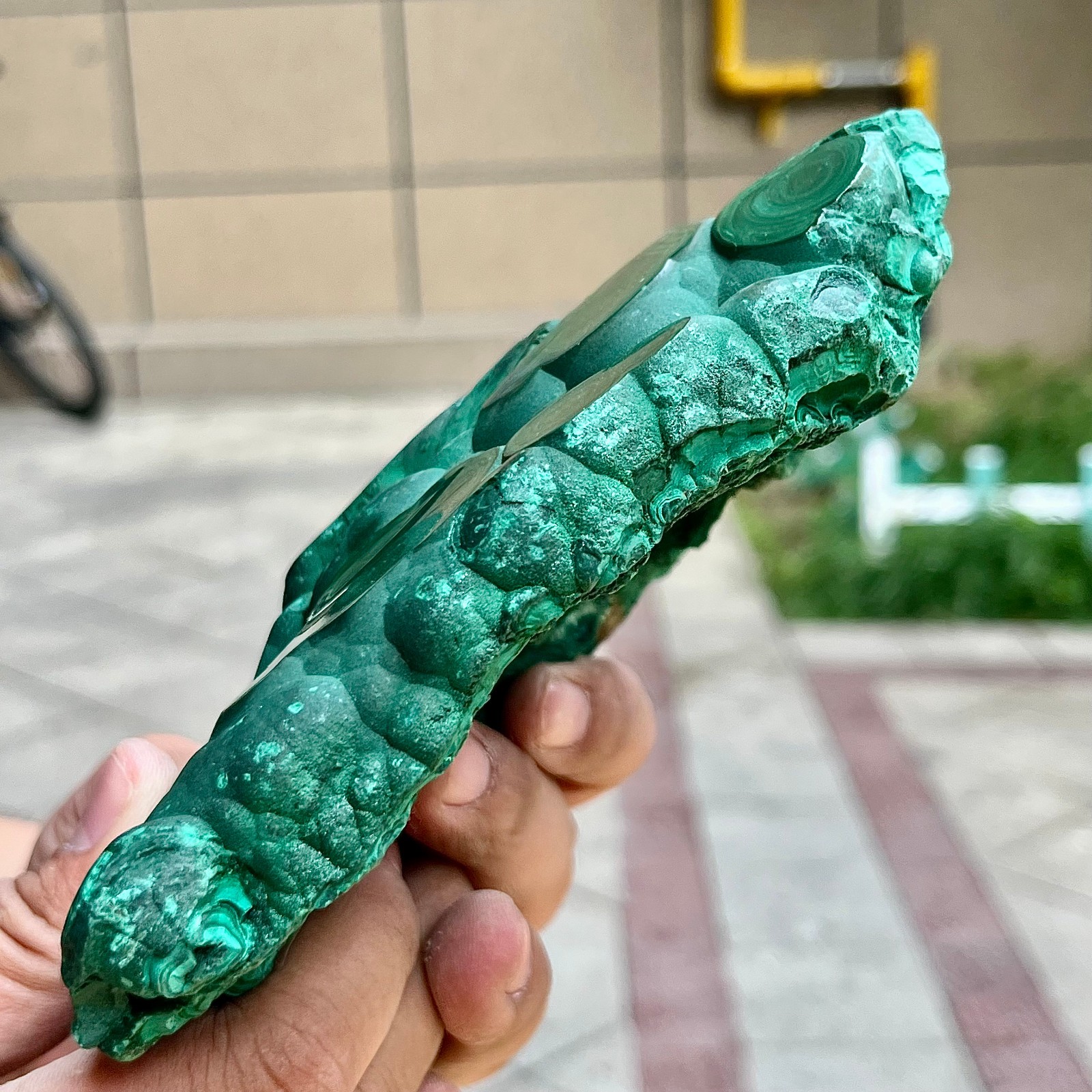 2.2 lb Eye Pattern Malachite Partially Polished Freeform Raw Back Specimen