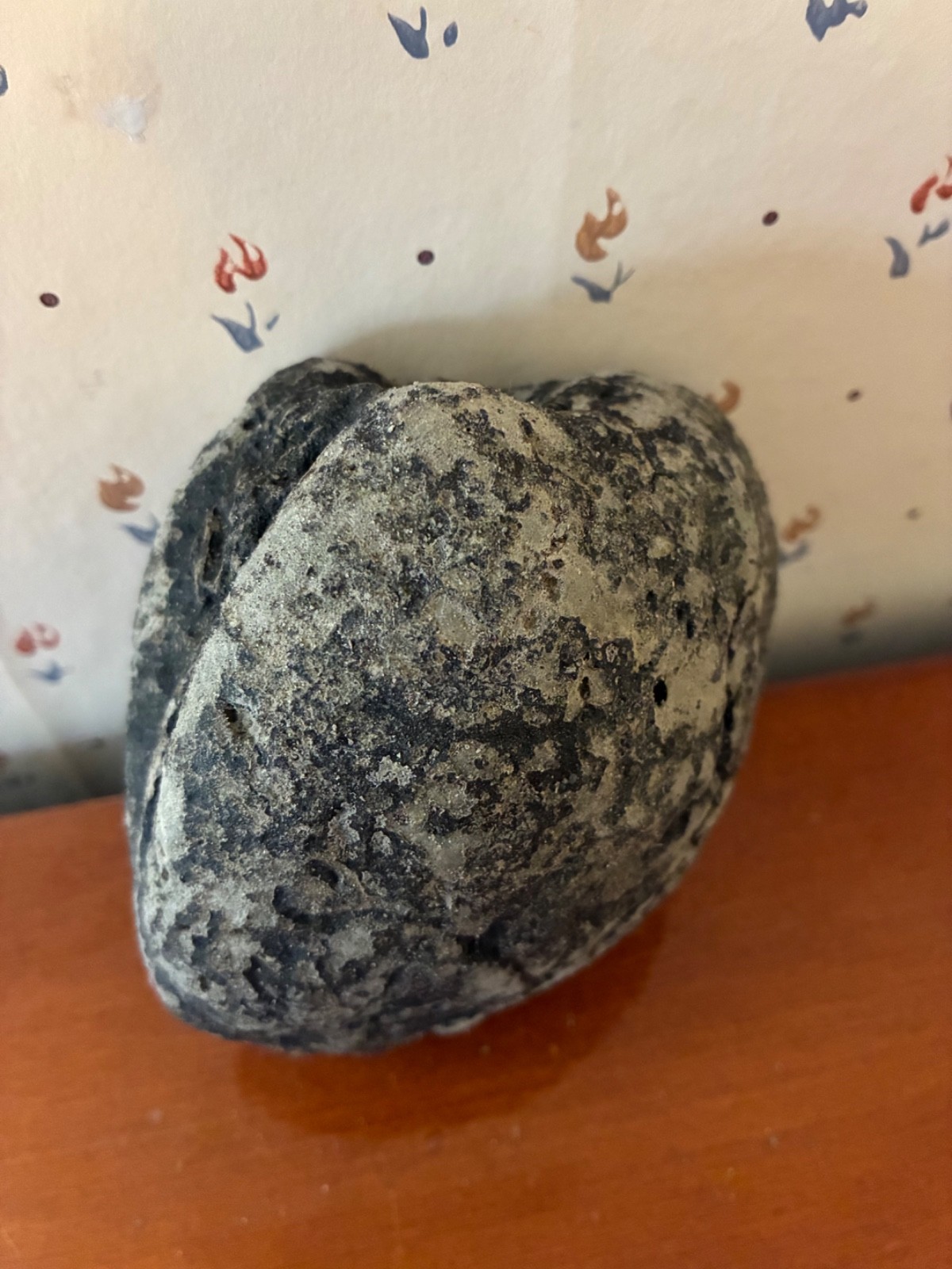 Giant Fossilized Clam Venice Beach Florida Scuba Dive Find 1-1/2 Pounds Fossil