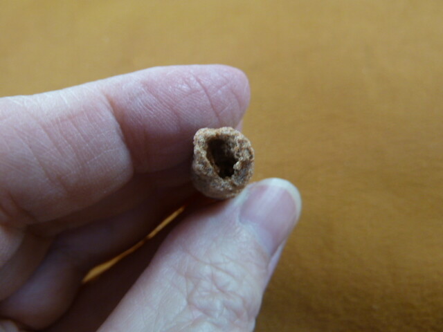 R309-13 1-5/8″ Fulgurite lightning strike beach fused sand Sahara Desert Morocco