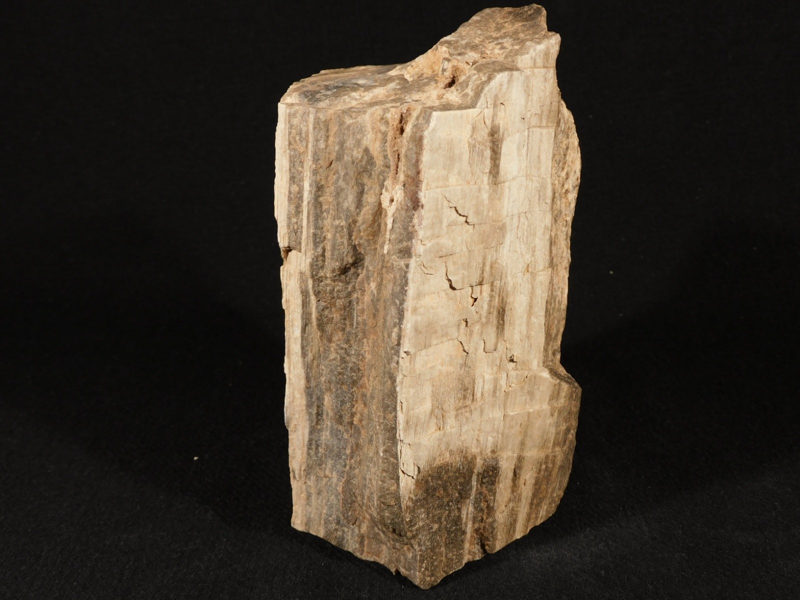 Well Defined BARK! Big 100% Natural Petrified Wood Fossil Jurassic Utah 1740gr