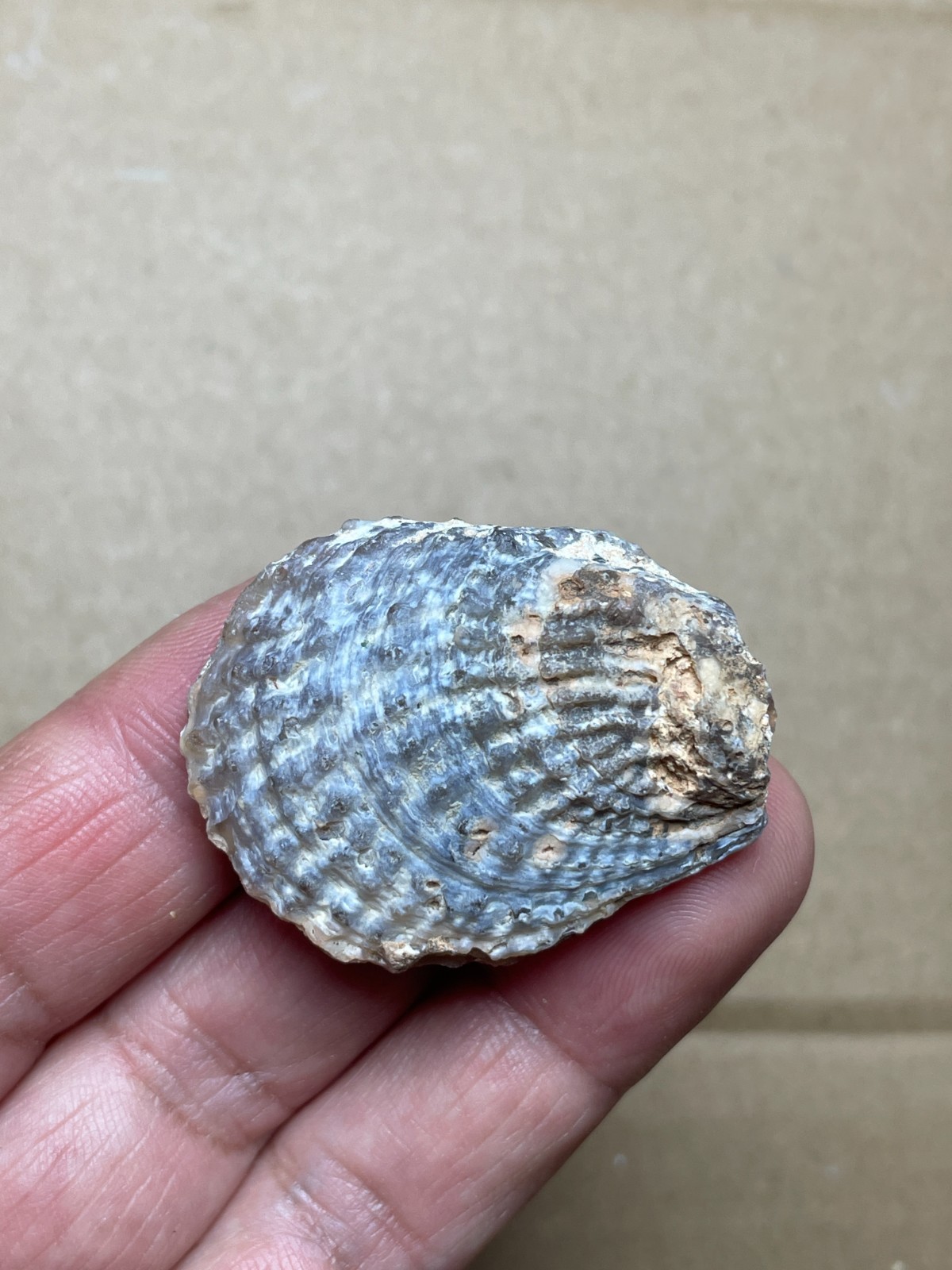 5 pieces Beautiful shell Landscape stone
