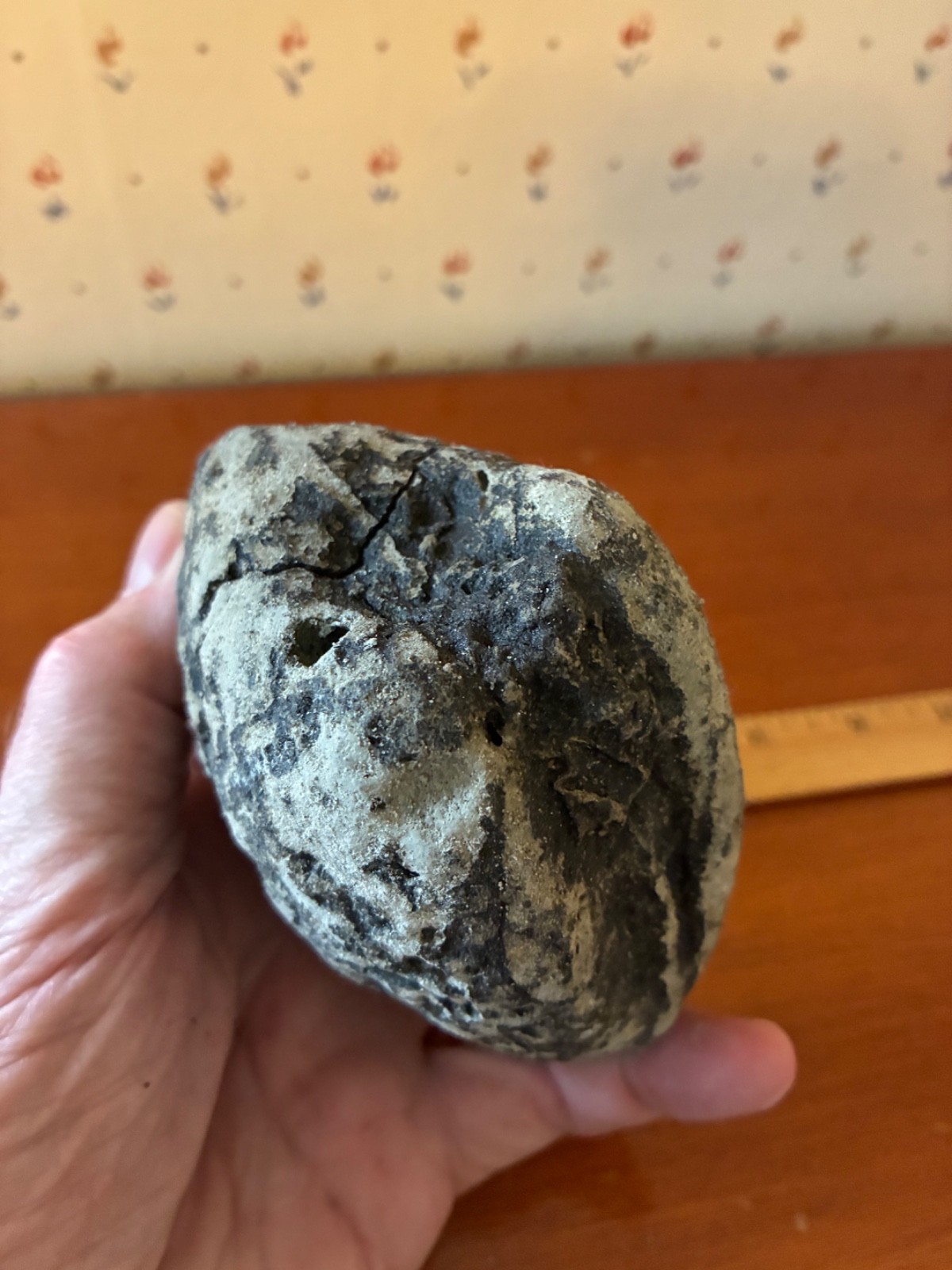 Giant Fossilized Clam Venice Beach Florida Scuba Dive Find 1-1/2 Pounds Fossil