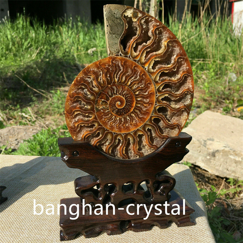 1pc Natural ammonite fossil conch Crystal specimen healing Home decoration+stand