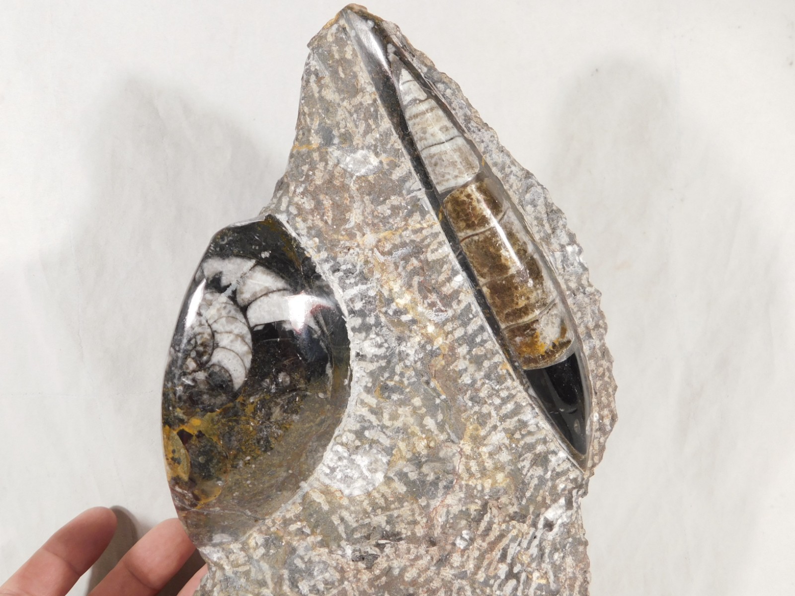 TWO! Polished Goniatite Fossils and an Orthoceras Fossil in Big Matrix 1661gr