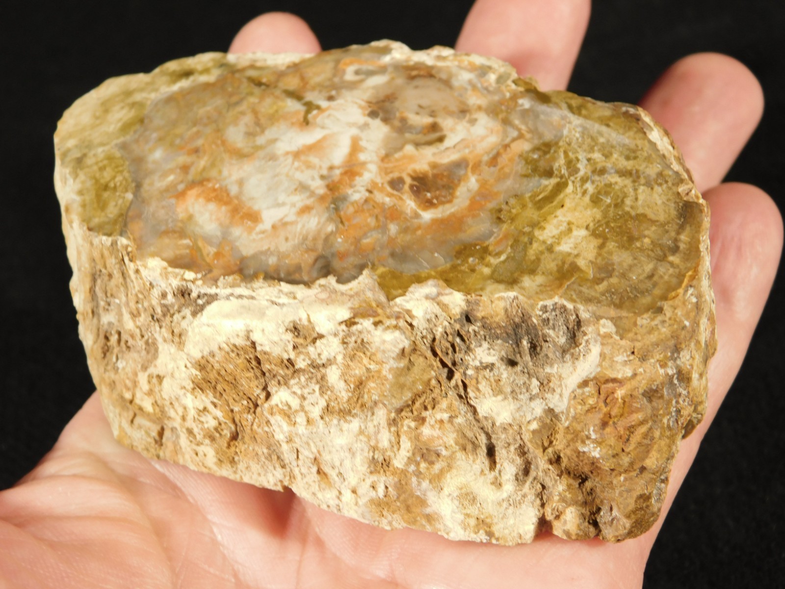 Nice BARK! 225 Million Year Old! Polished Petrified WOOD Fossil Madagascar 395gr