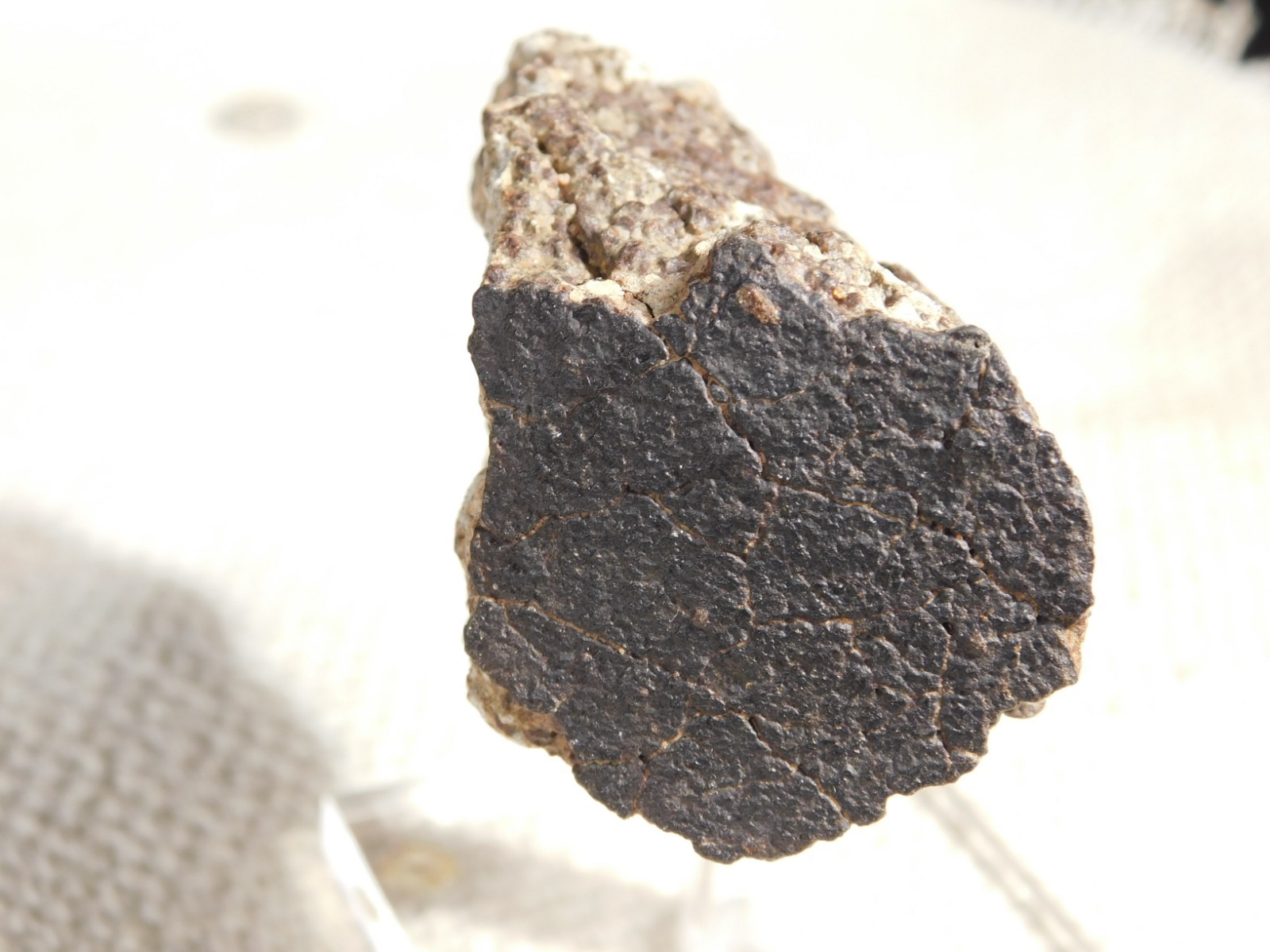 Classified NWA 8245 METEORITE Spots of Dark Fusion Crust! Erfoud, Morocco 136gr