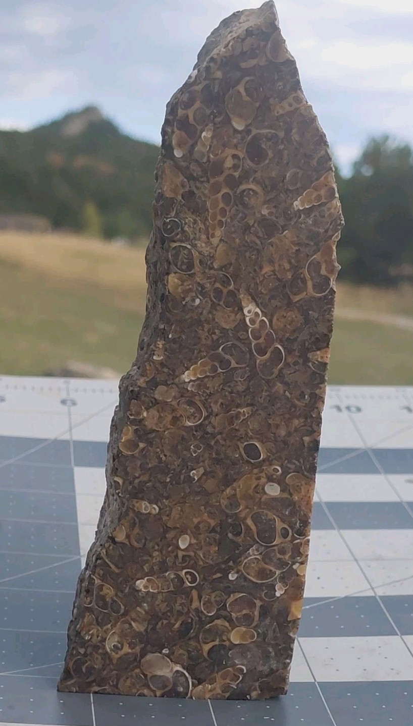 1 lb Turritella Agate Cross Section Snail Fossils Slabbed 4 Sides 5 3/4″ Wyoming