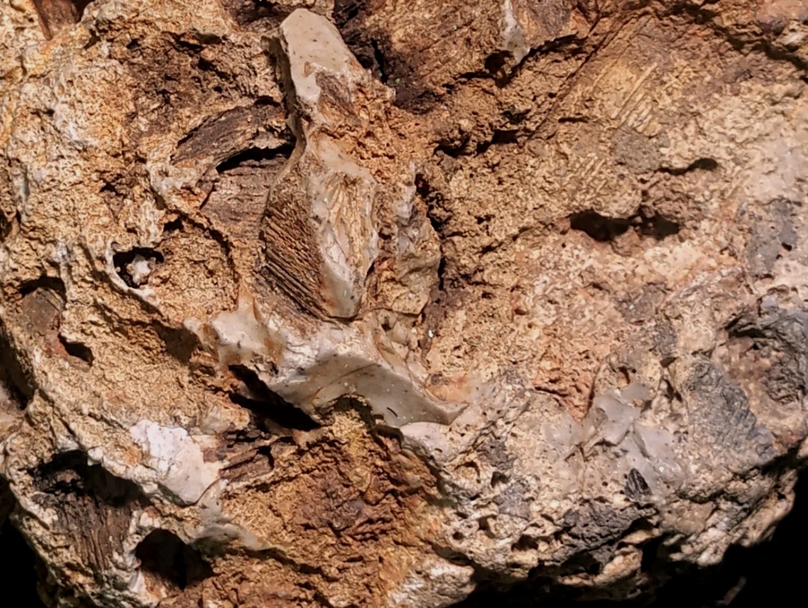 8″ Rare Missouri Iron-Aged Fossil Wood in Smoky Chalcedony – Knob Creek