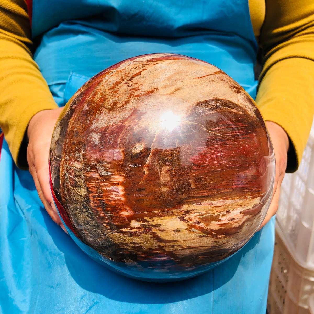 16.1LB Rare Natural Petrified Wood Ball Crystal Quartz Mineral Healing 4708