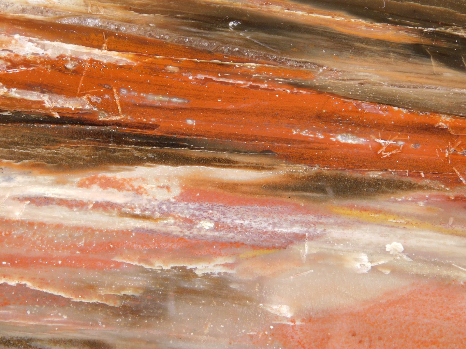 Big! 210 MILLION Year Old! Polished Petrified RAINBOW WOOD Fossil Arizona 1960gr