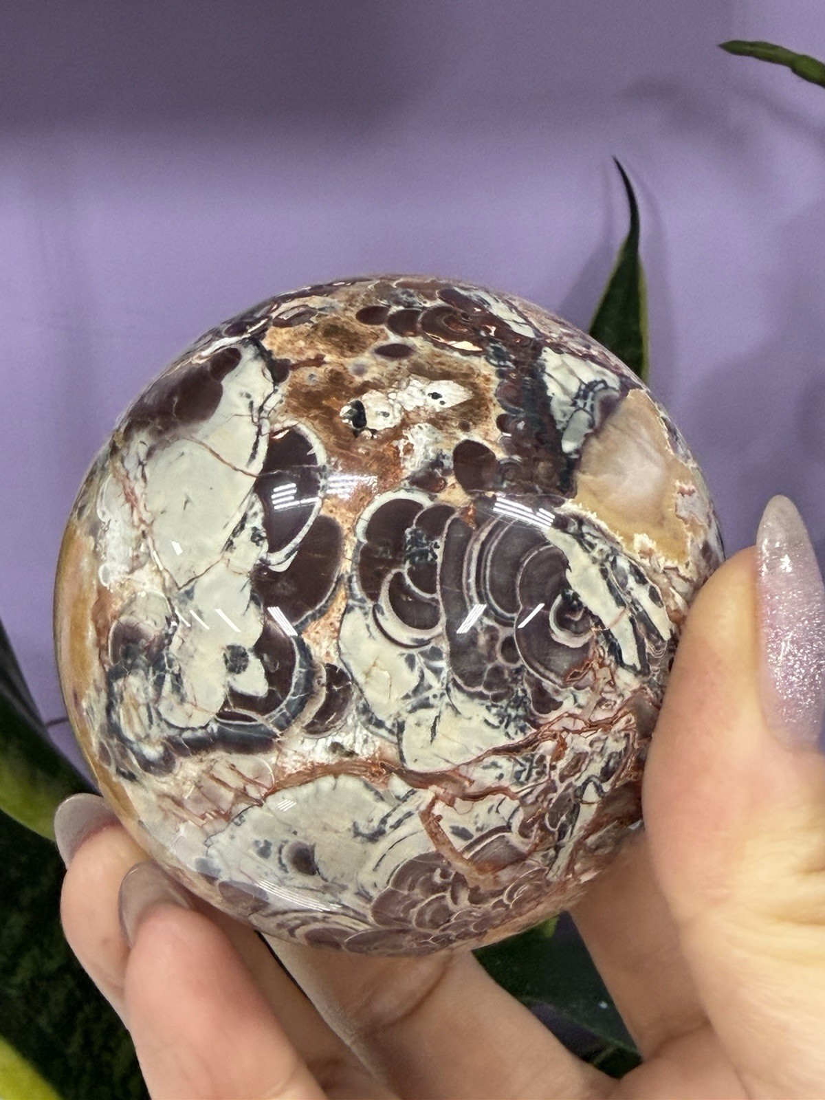 Wholesale Lot 4-5 Pcs Natural Money Agate Spheres Crystal Ball 2.8-3Lbs