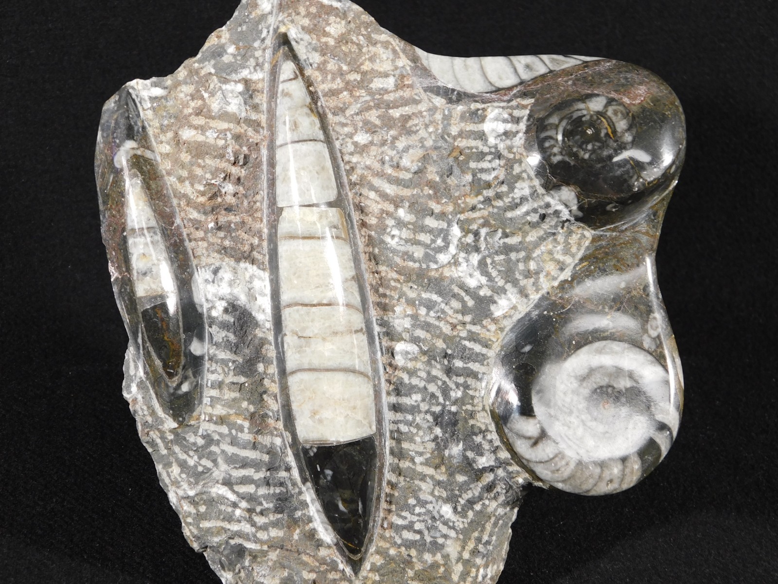 TWO! FREE Standing Polished Goniatites and TWO Orthoceras Fossils Morocco 1121gr