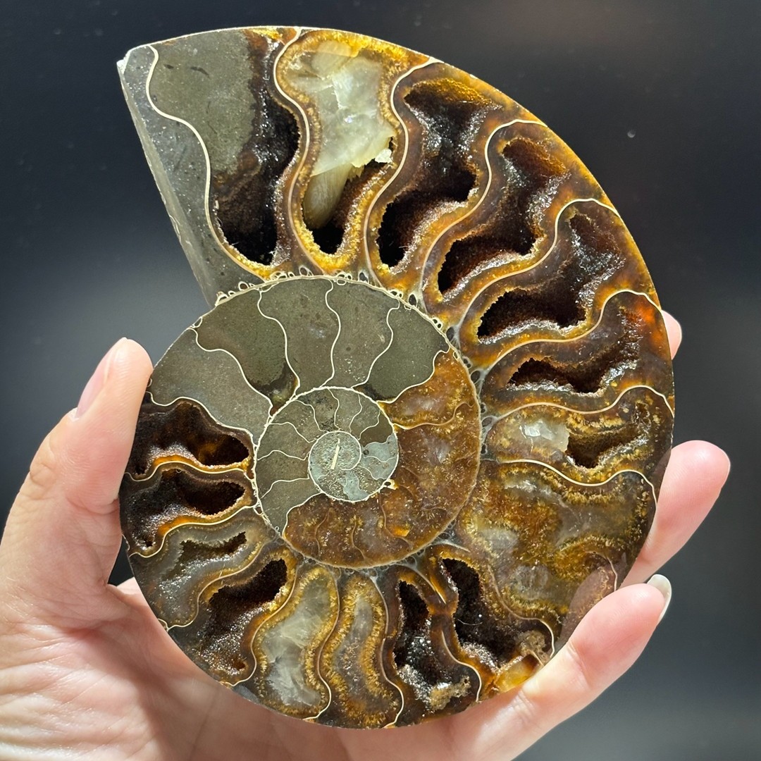 Natural ammonite fossil conch Crystal specimen healing+stand 1PC 200g+