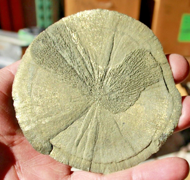 Large Pyrite Sun Dollar • 3.75″ Diameter • 152 grams