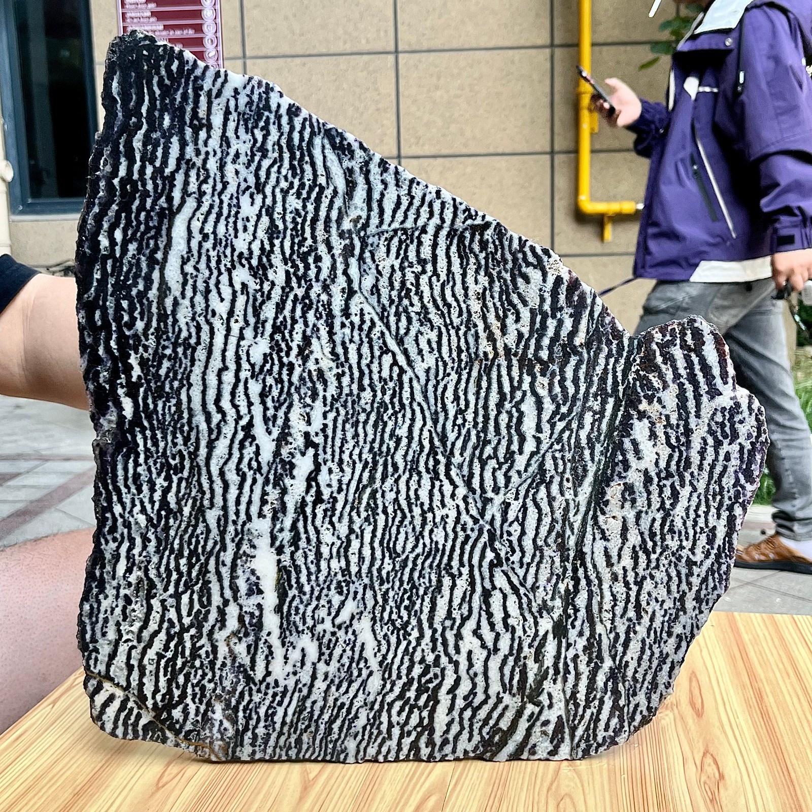 Zebra Stone Polished Slice Black White Stripe Mineral Specimen Display 9.9 lb